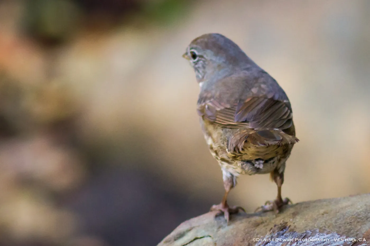 Fox Sparrow at the Santa Barbara Botanic Garden