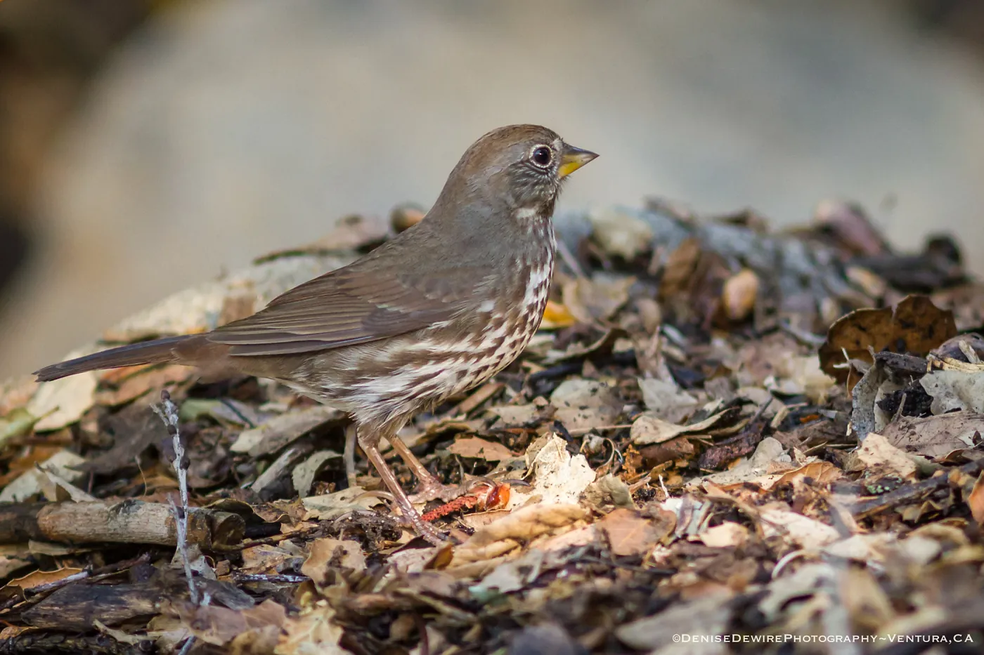 Fox Sparrow at the Santa Barbara Botanic Garden
