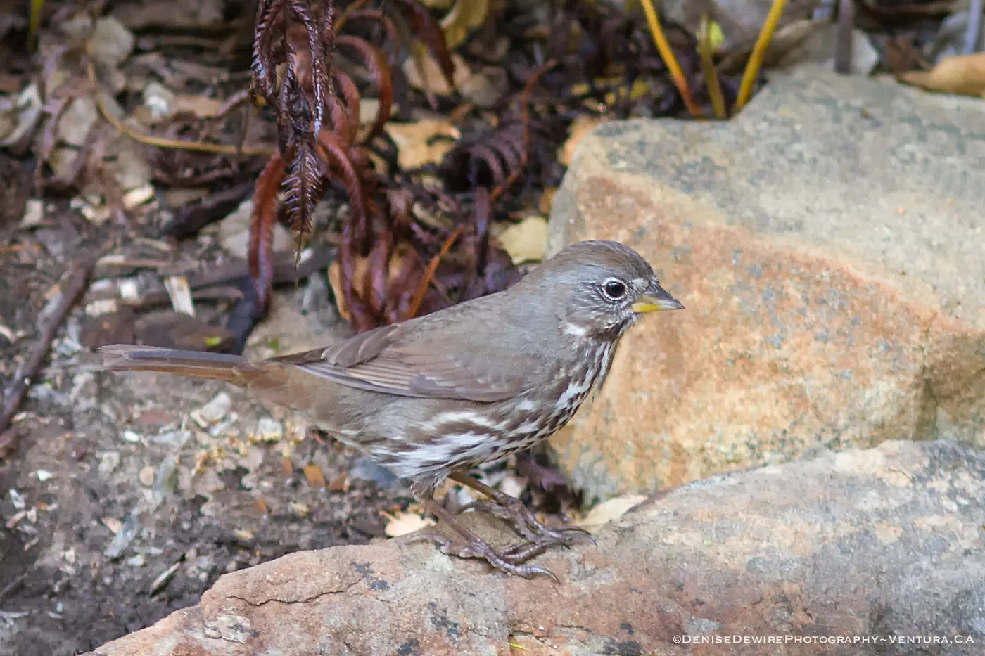 Fox Sparrow at the Santa Barbara Botanic Garden