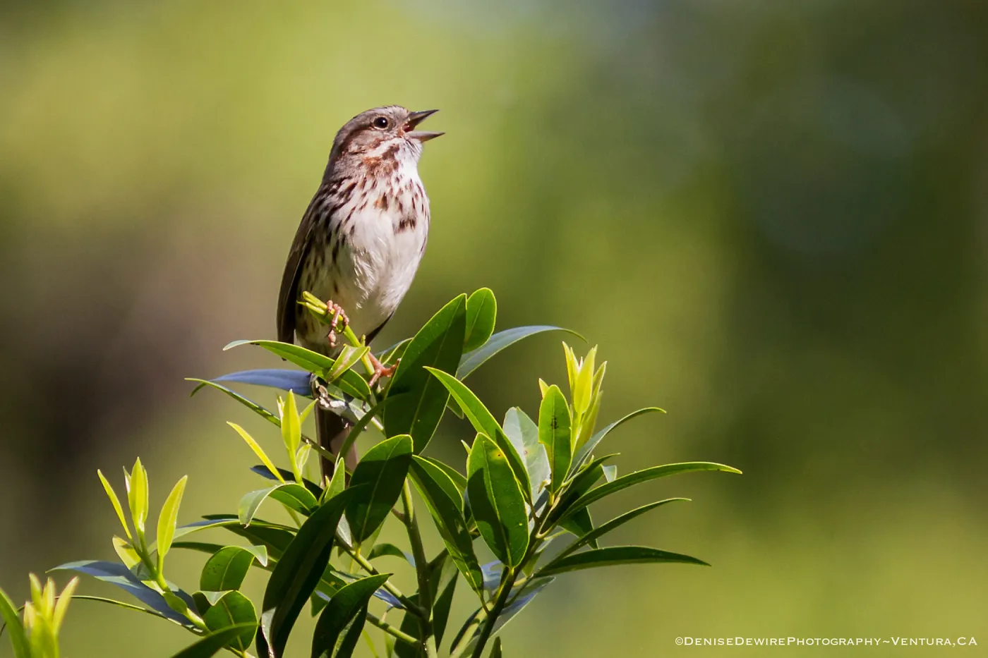Song Sparrow at the Santa Barbara Botanic Garden