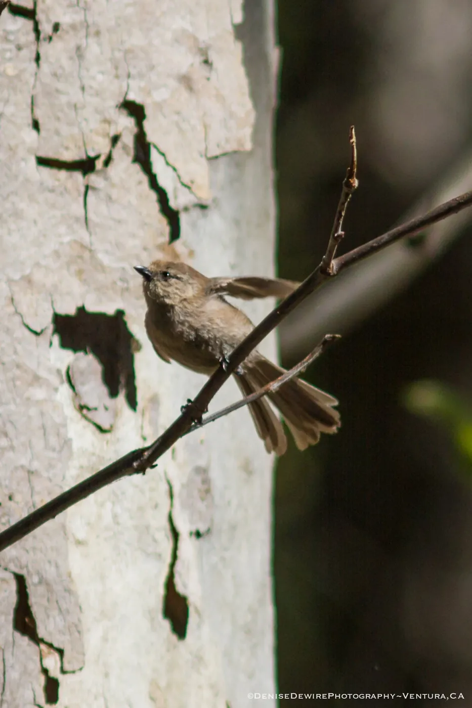 Pacific-slope Flycatcher at the Santa Barbara Botanic Garden