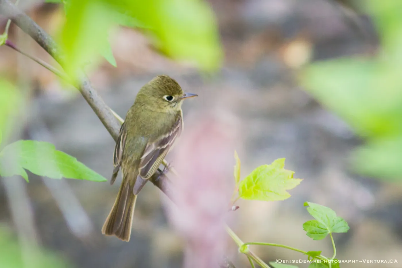 Pacific-slope Flycatcher at the Santa Barbara Botanic Garden