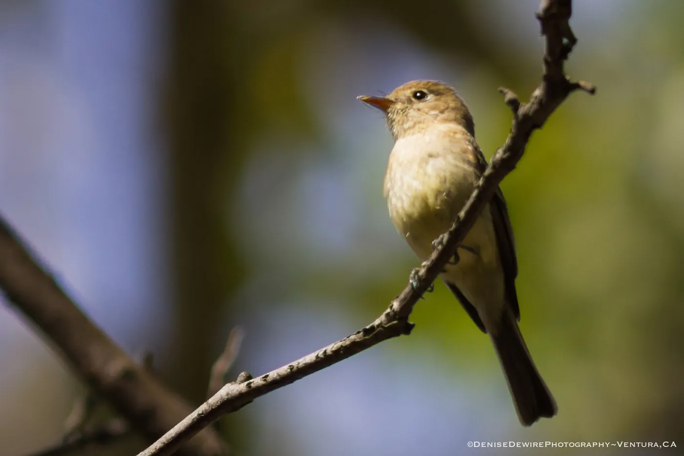 Pacific-slope Flycatcher at the Santa Barbara Botanic Garden