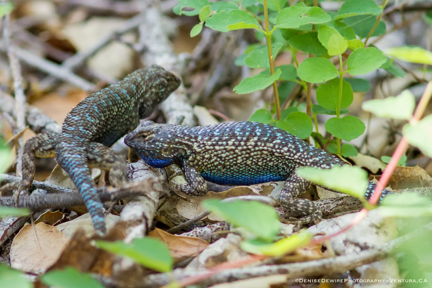 Blue belly lizard; California fence lizard at the Santa Barbara Botanic Garden