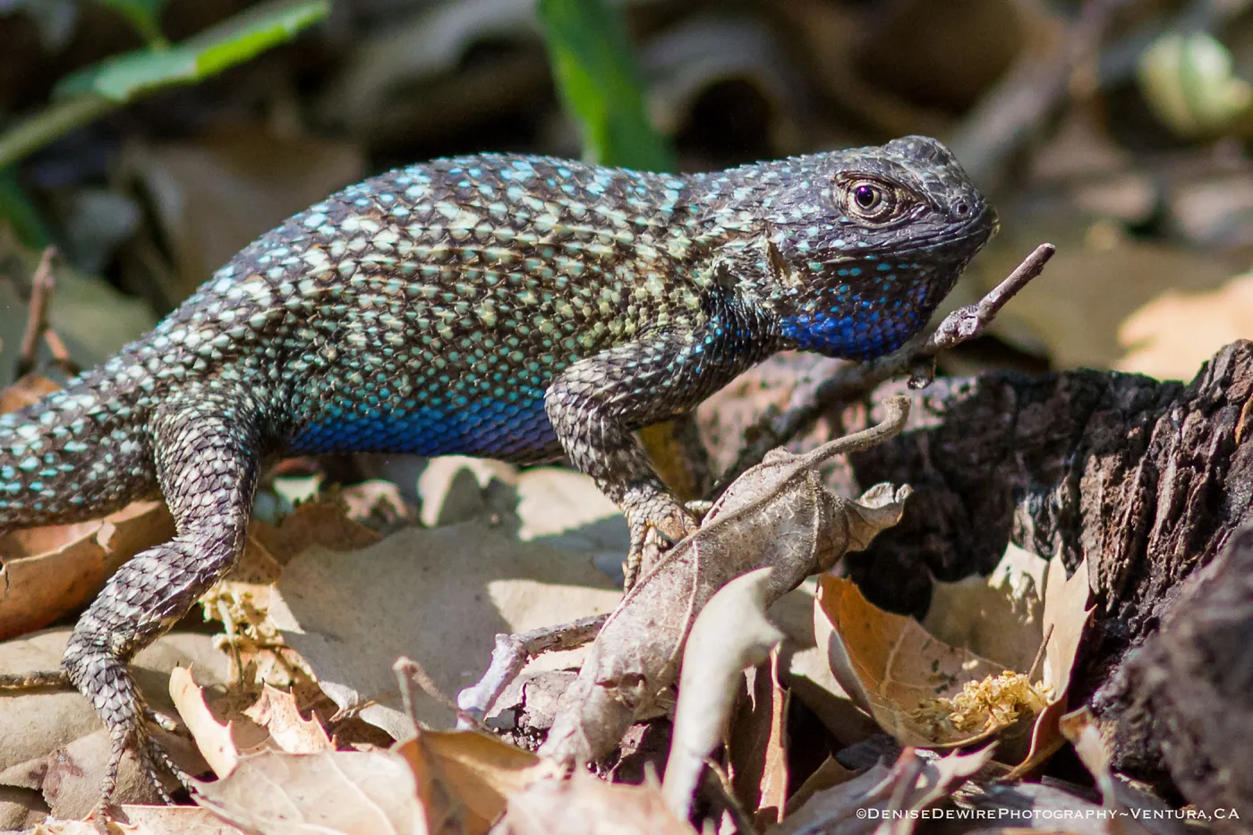Blue belly lizard; California fence lizard at the Santa Barbara Botanic Garden