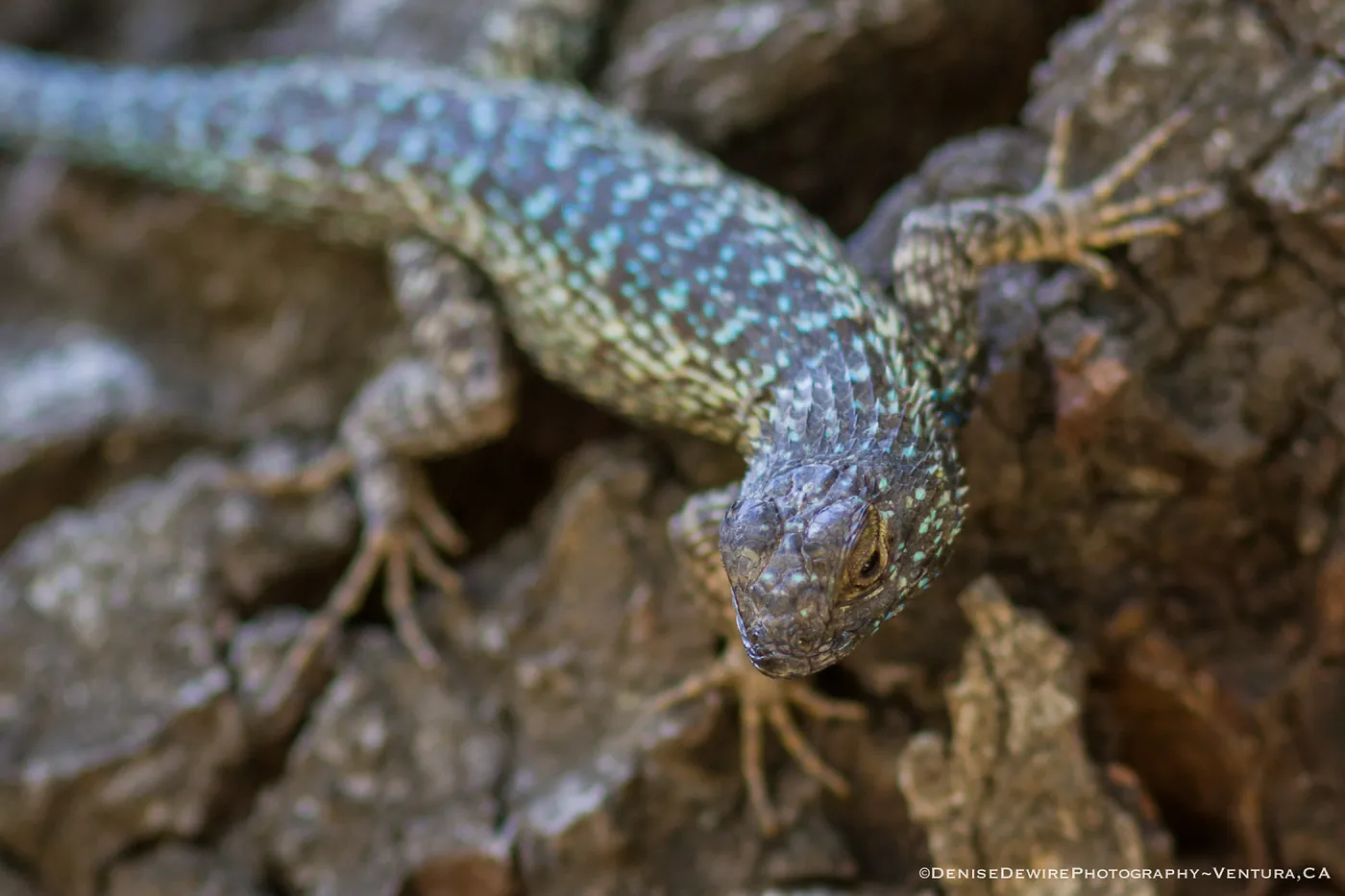 Blue belly lizard; California fence lizard at the Santa Barbara Botanic Garden