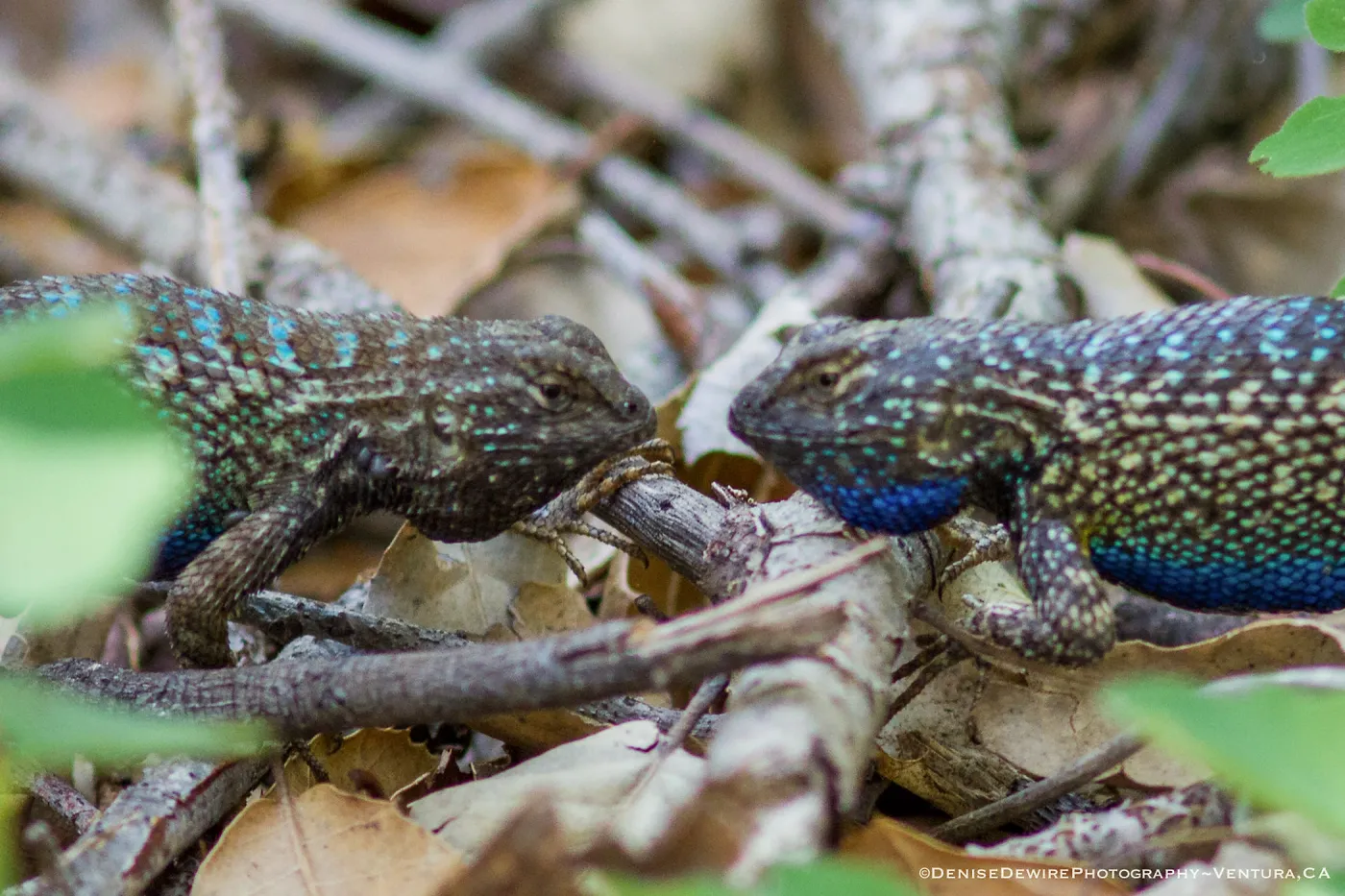 Blue belly lizard; California fence lizard at the Santa Barbara Botanic Garden