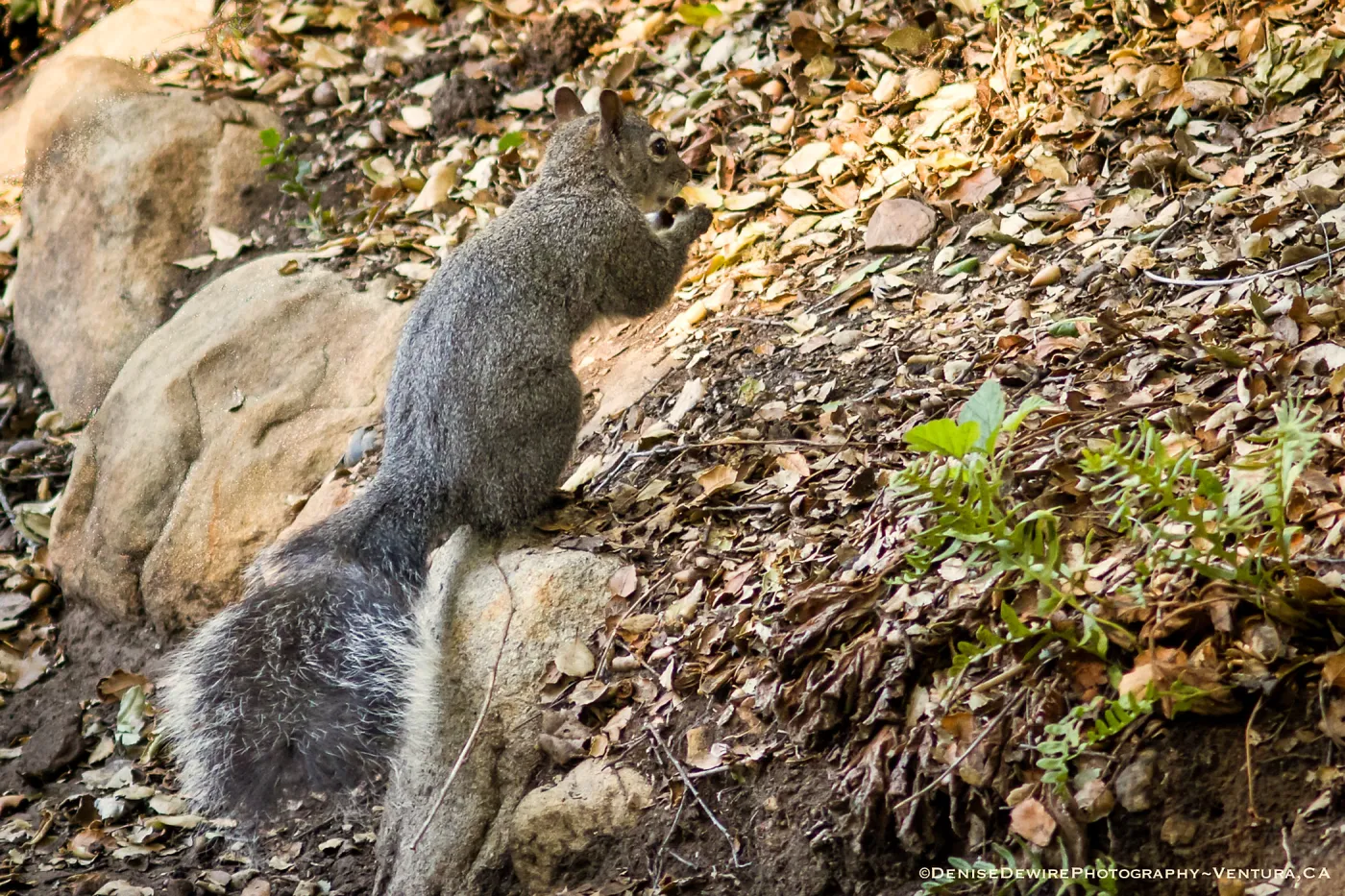 Grey Squirrel at the Santa Barbara Botanic Garden