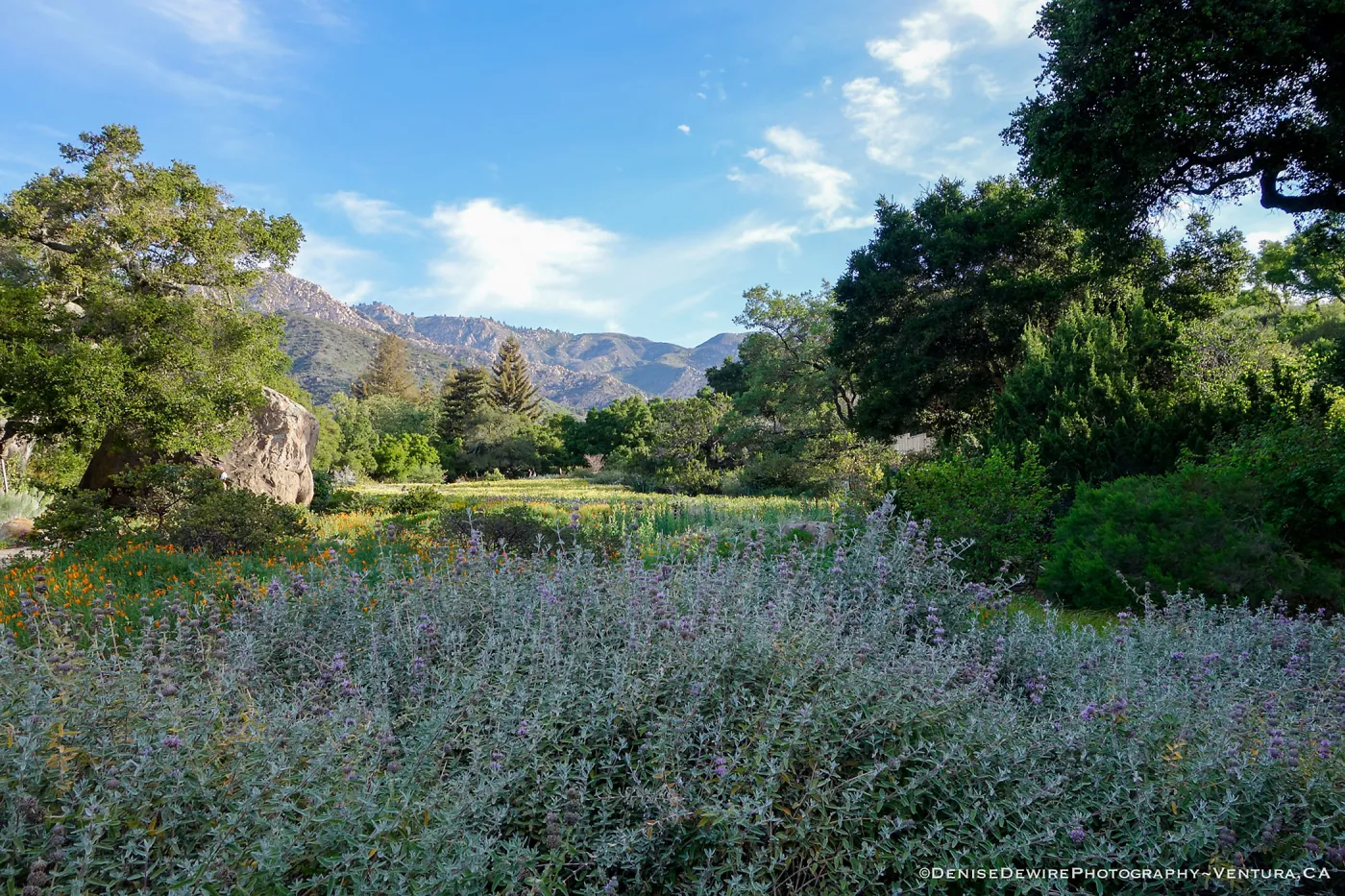 Spring wildflowers in the Meadow at the Santa Barbara Botanic Garden, ©2014DeniseDewirePhotography