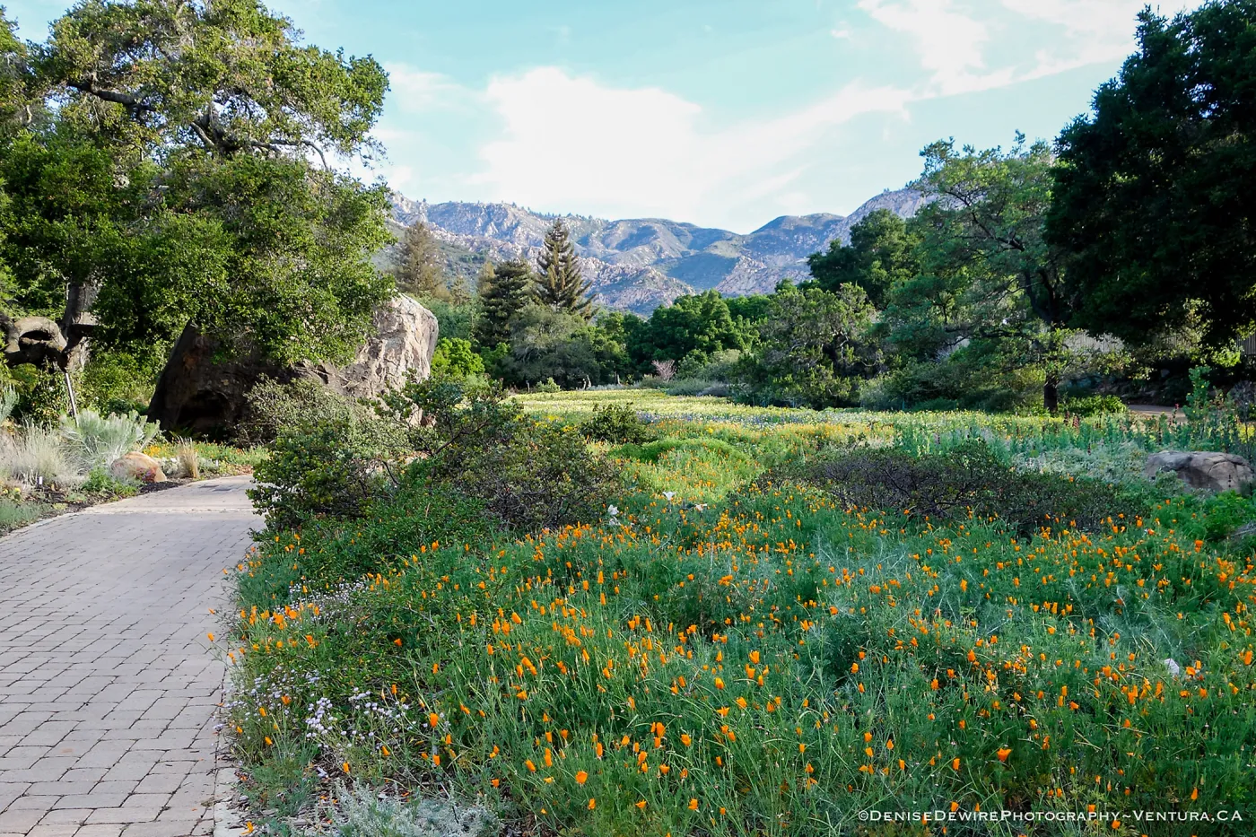 Spring wildflowers in the Meadow at the Santa Barbara Botanic Garden