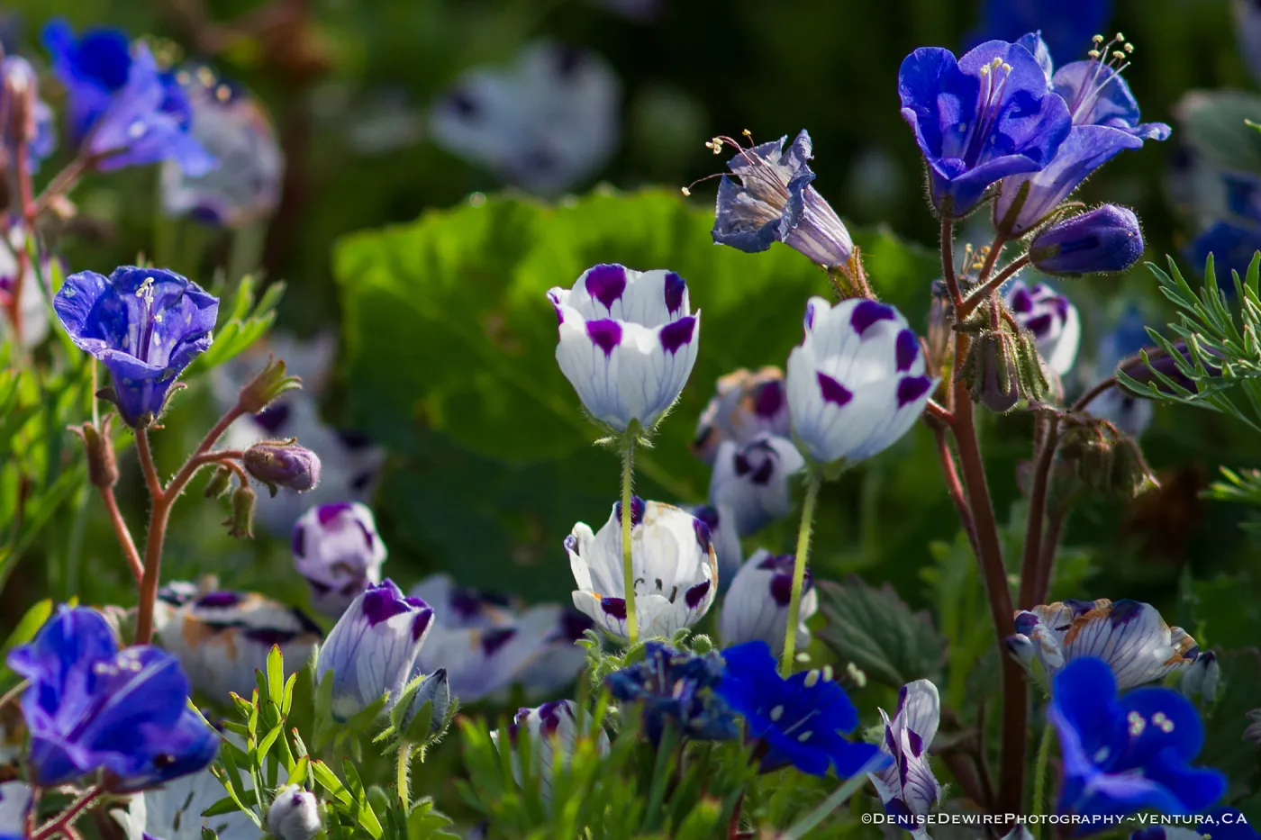 Spring wildflower medley at the Santa Barbara Botanic Garden