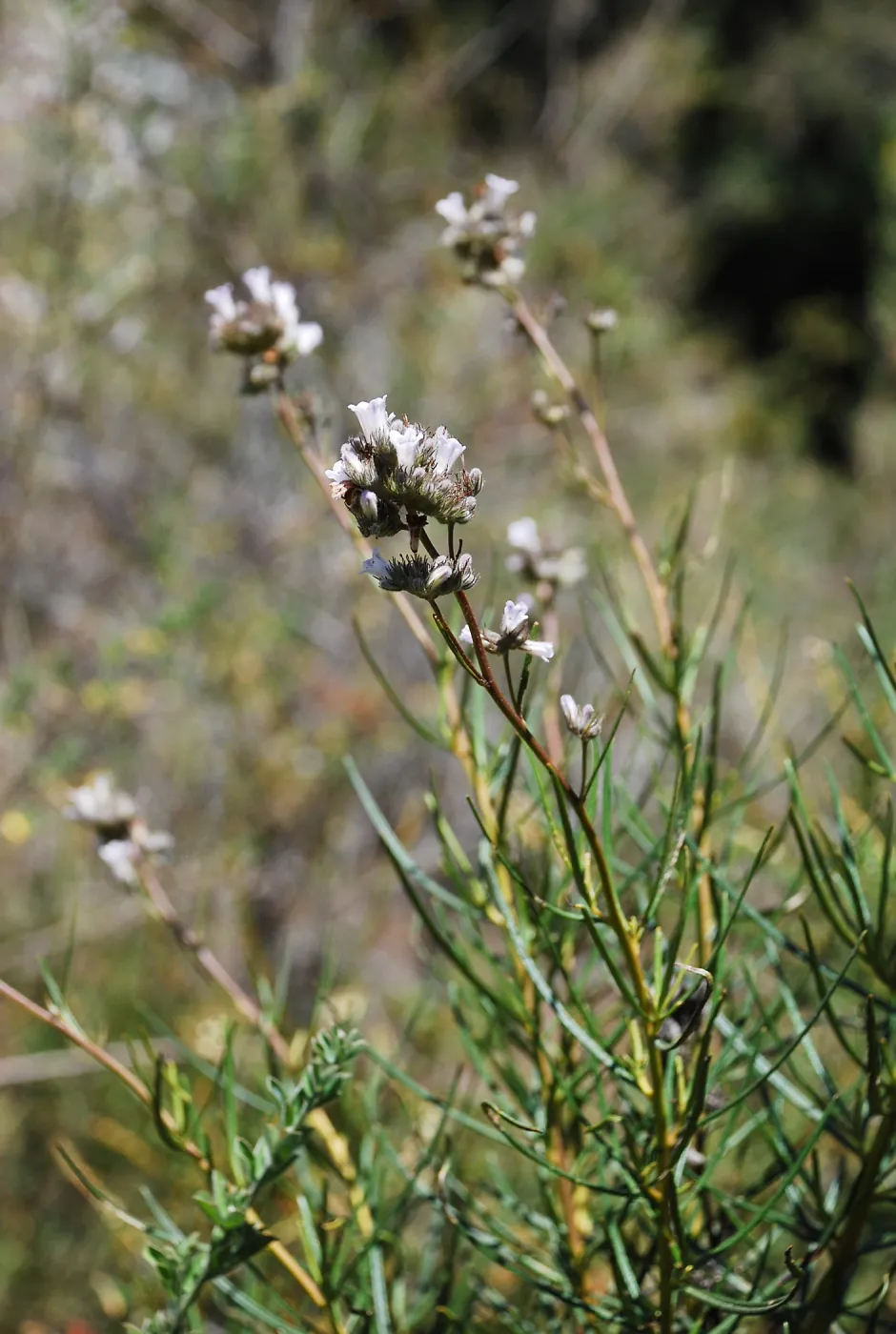 Lompoc yerba santa, rare plant, SBBG conservation