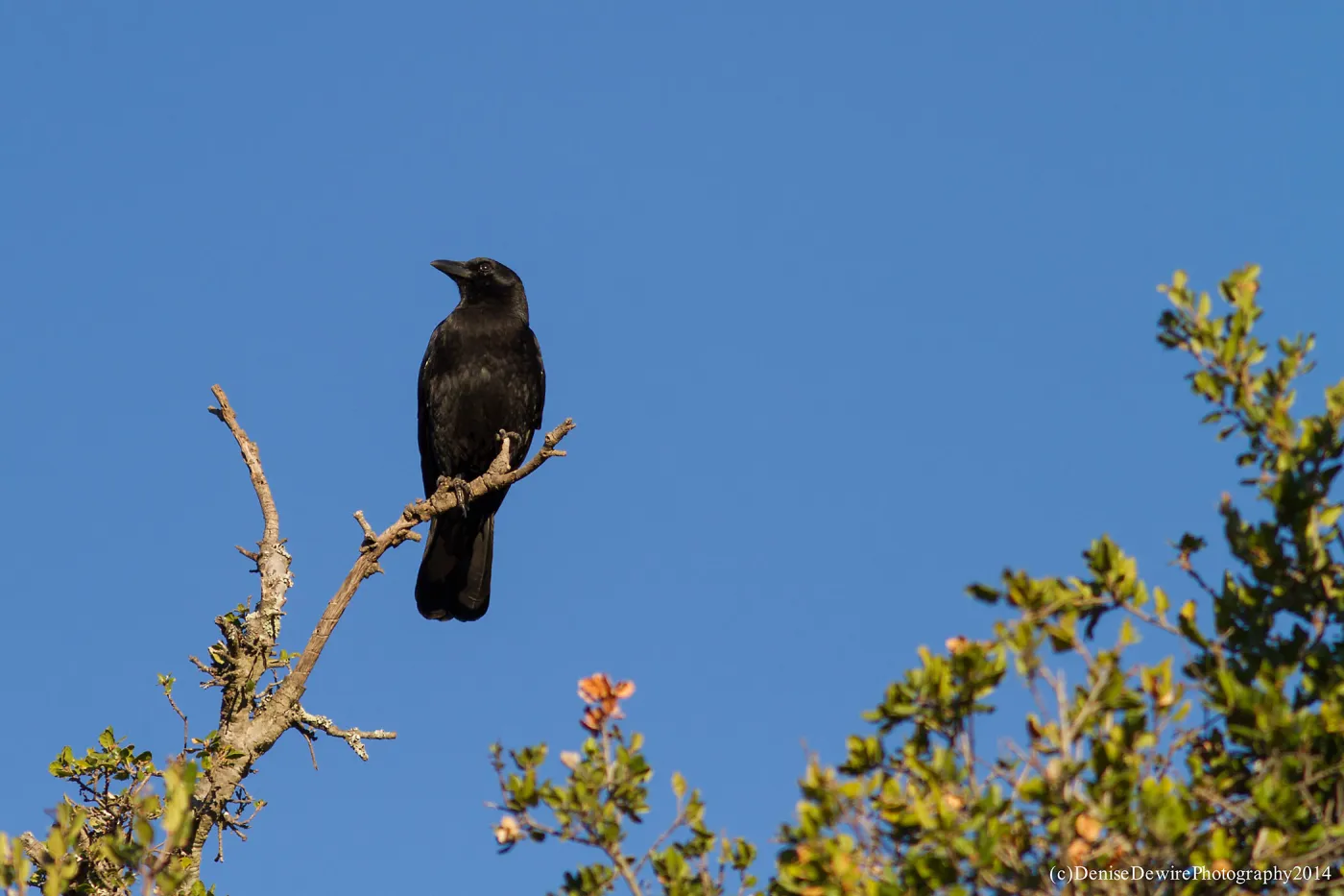 American Crow