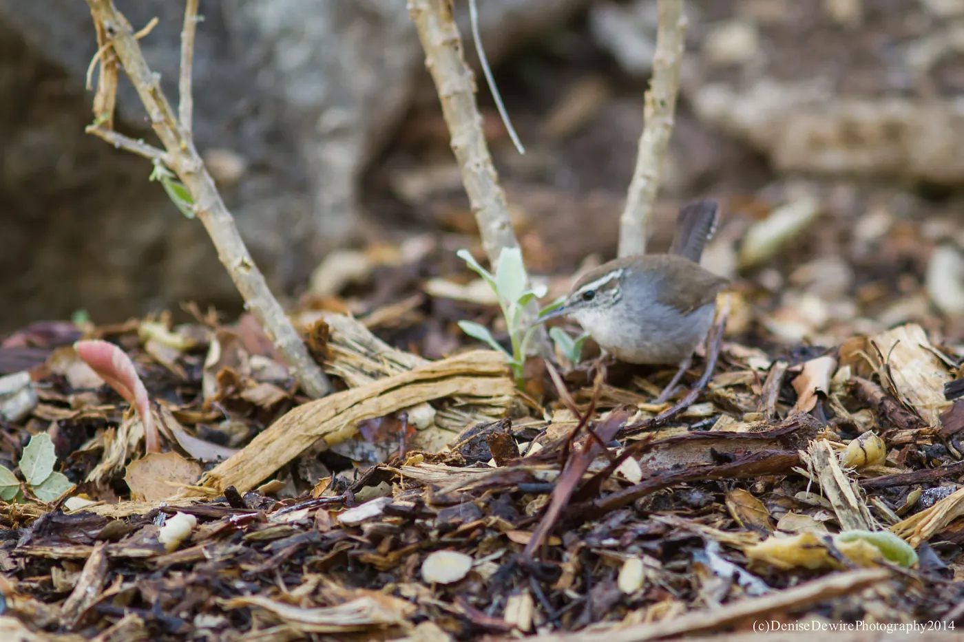 Bewick's Wren