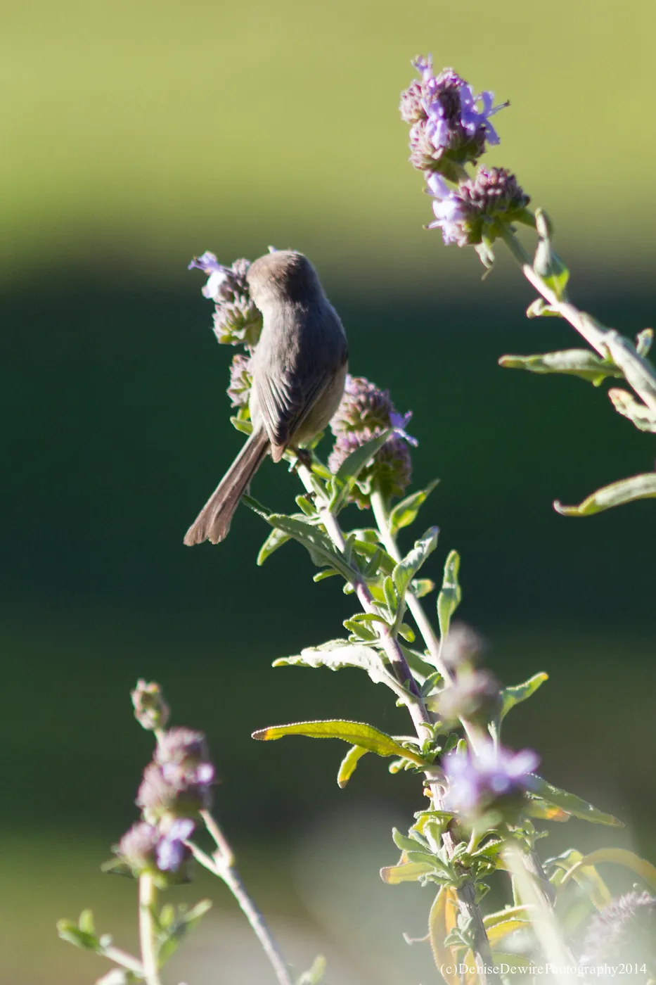 Bushtit