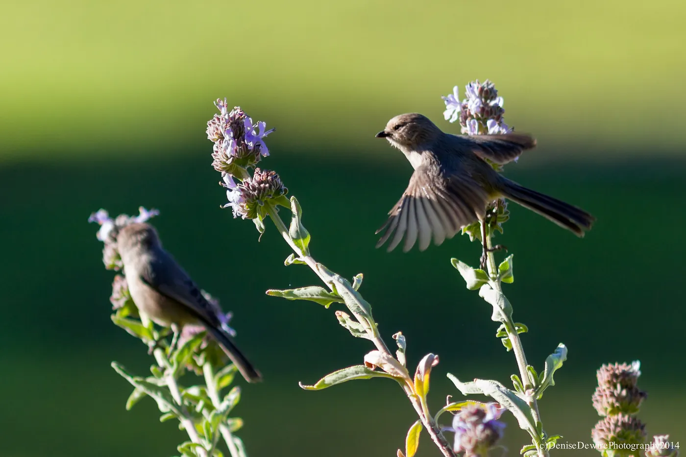 Bushtit