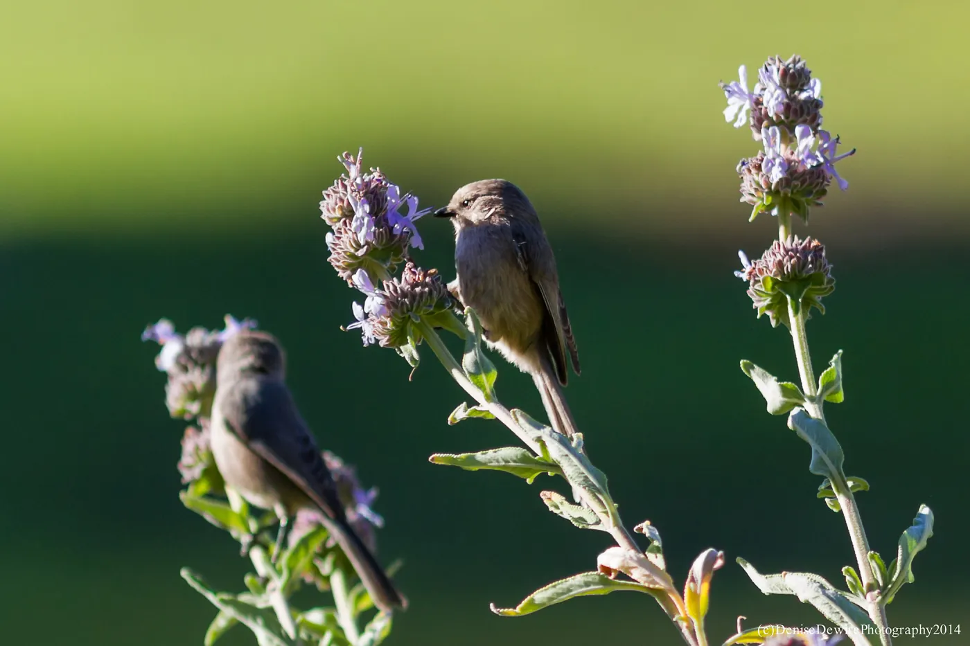 Bushtit
