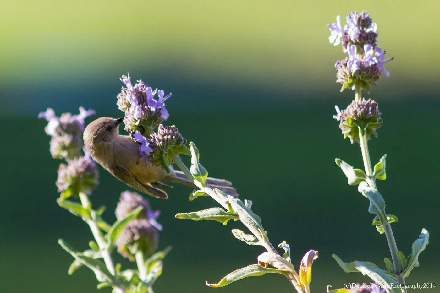 Bushtit