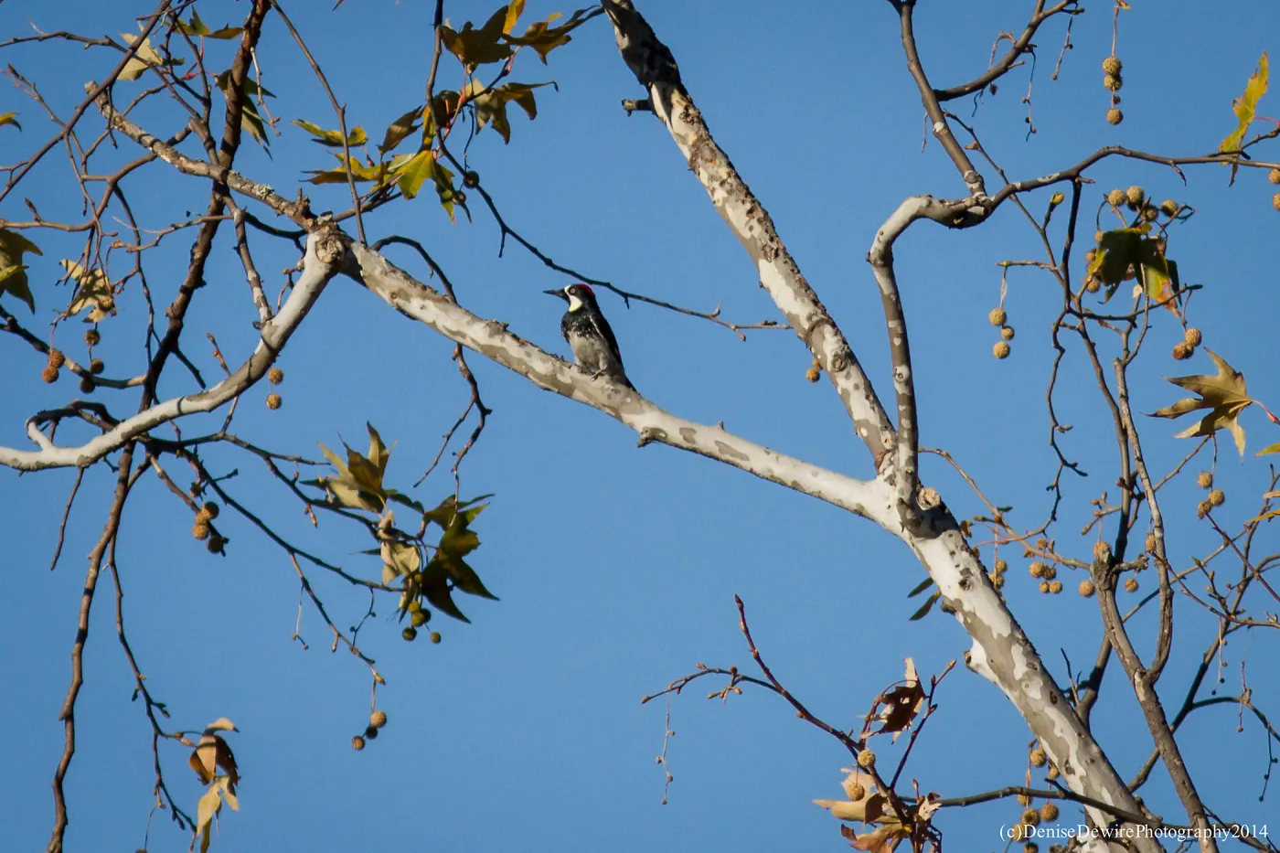 Acorn Woodpecker