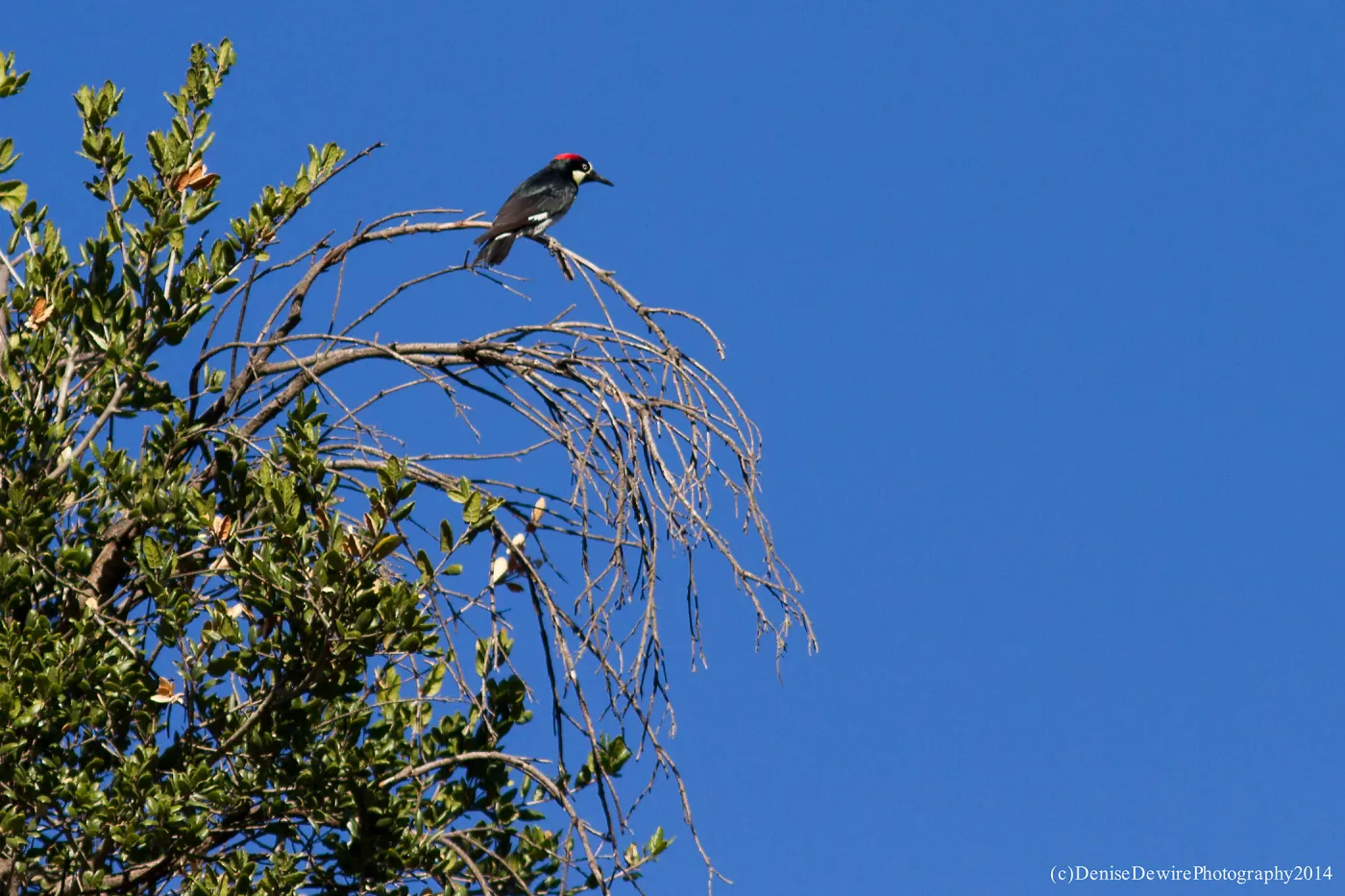 Acorn Woodpecker