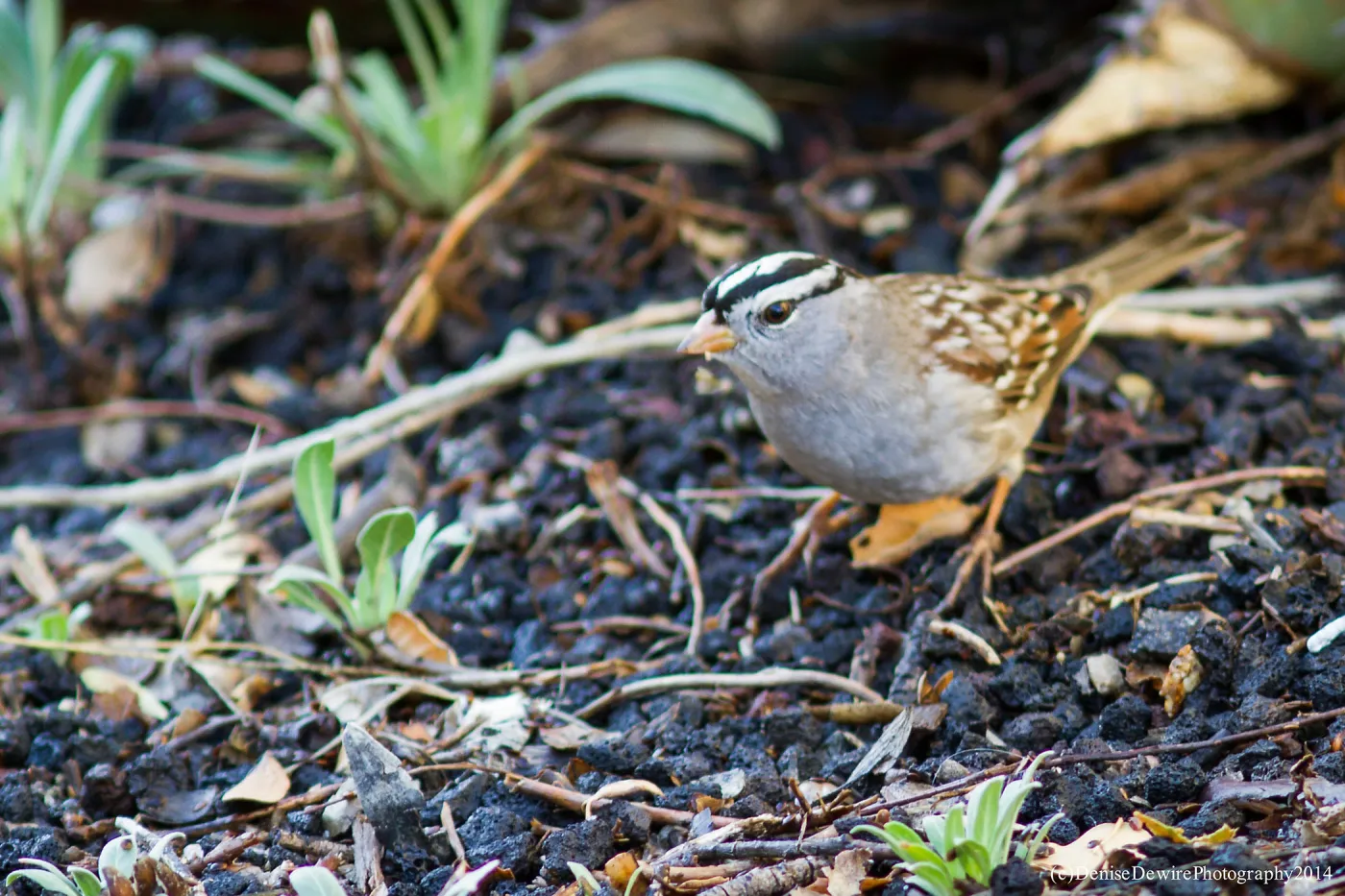 White-crowned sparrow