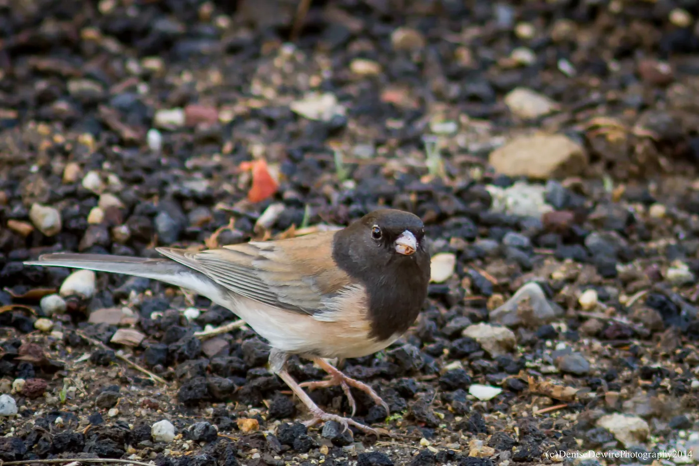 Dark-eyed Junco