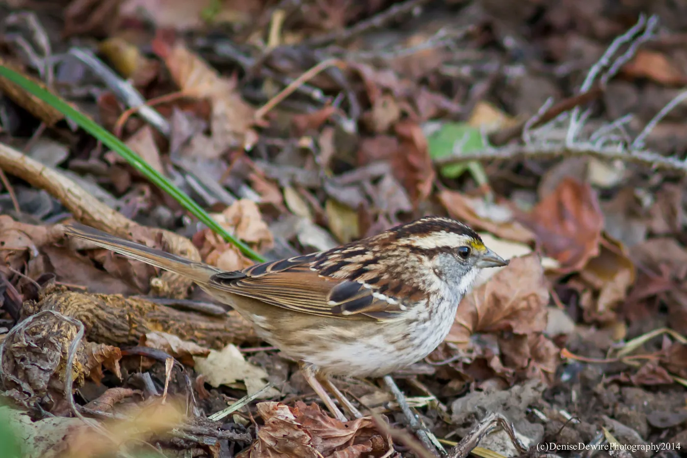 White-throated Sparrow