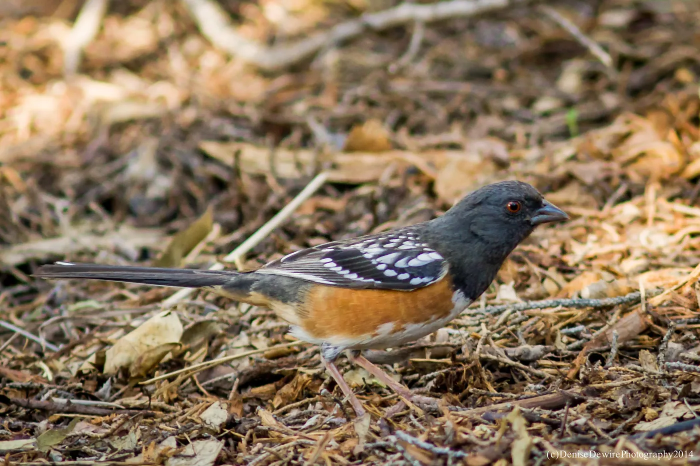 Spotted Towhee