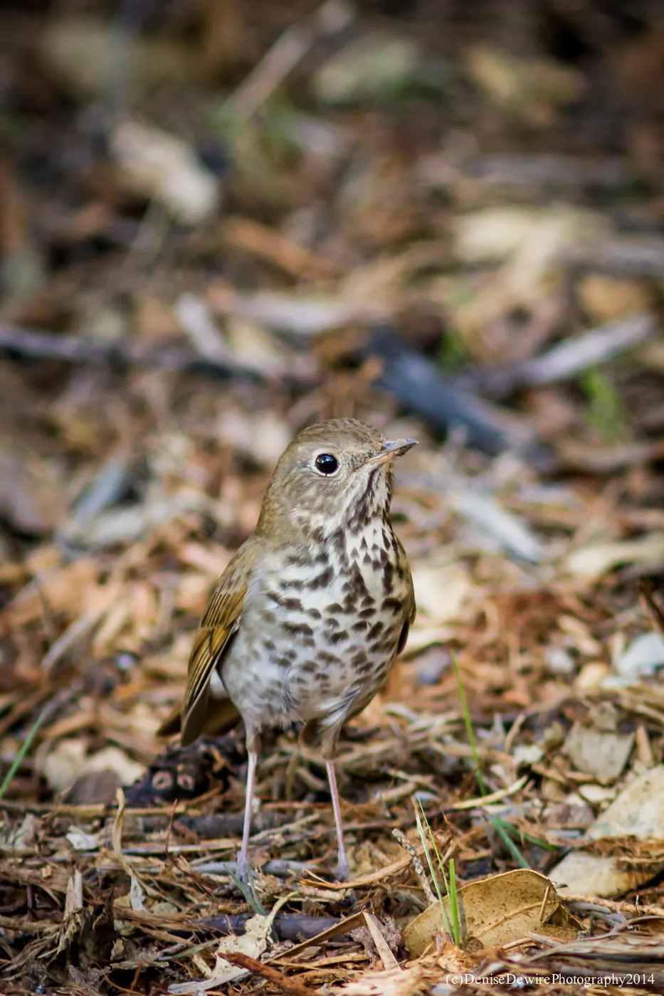 Hermit Thrush