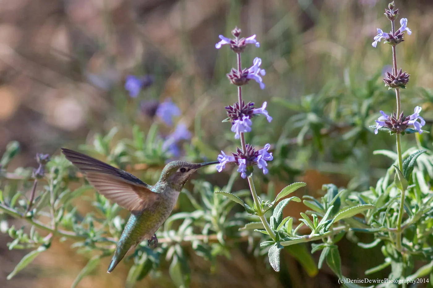 Anna's hummingbird