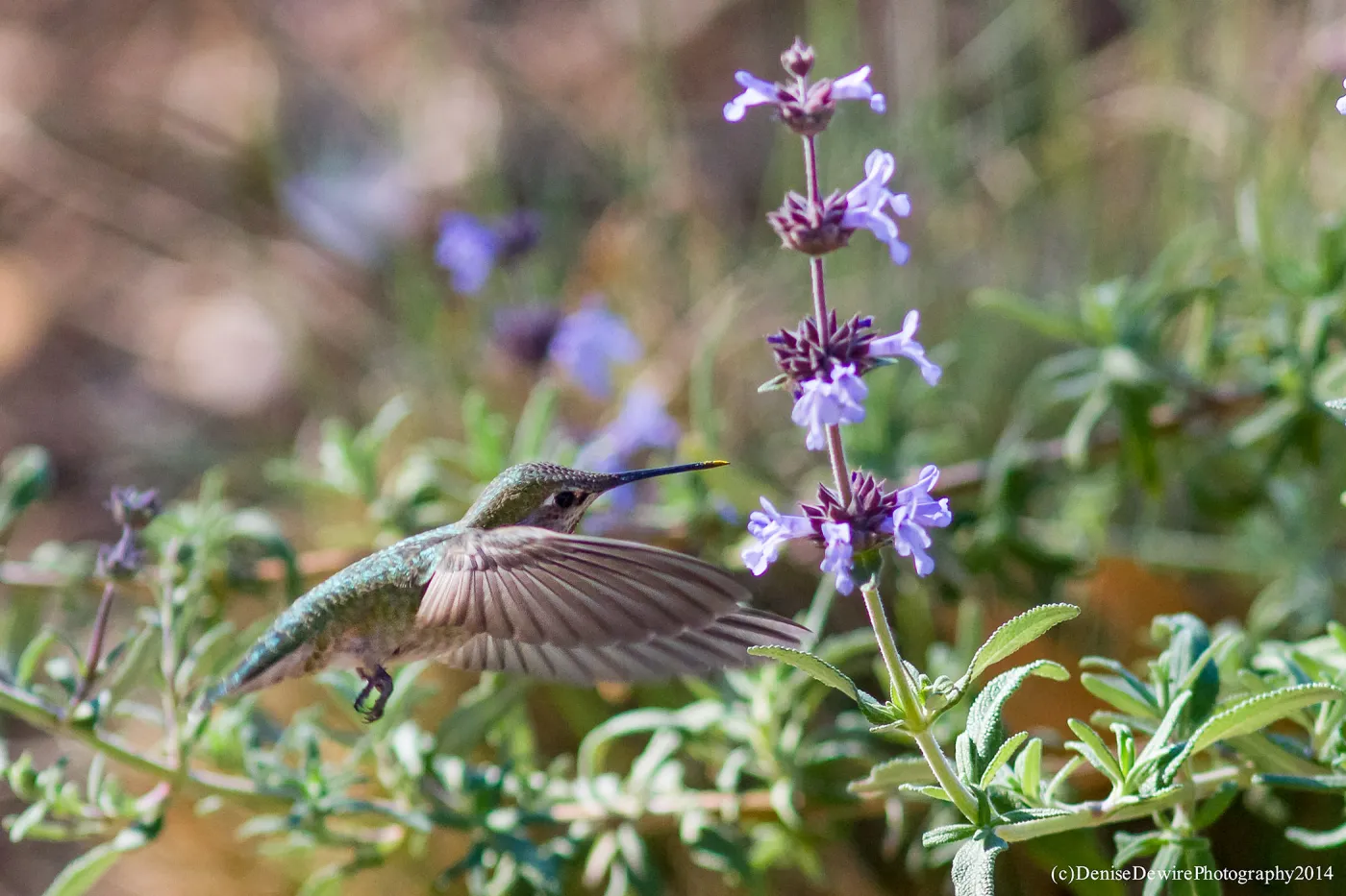 Anna's hummingbird