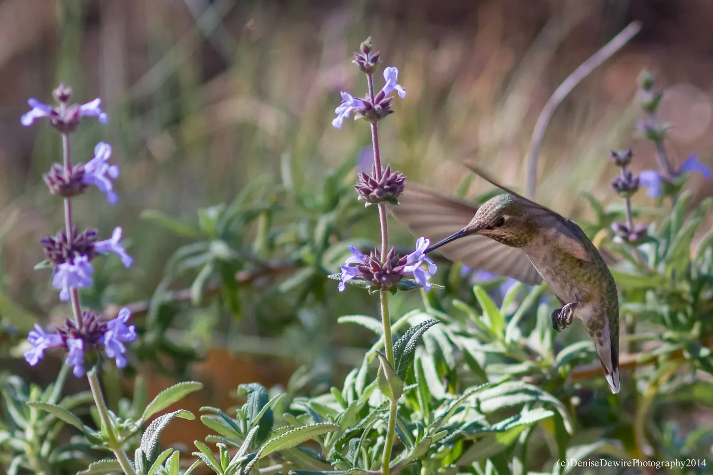 Anna's hummingbird