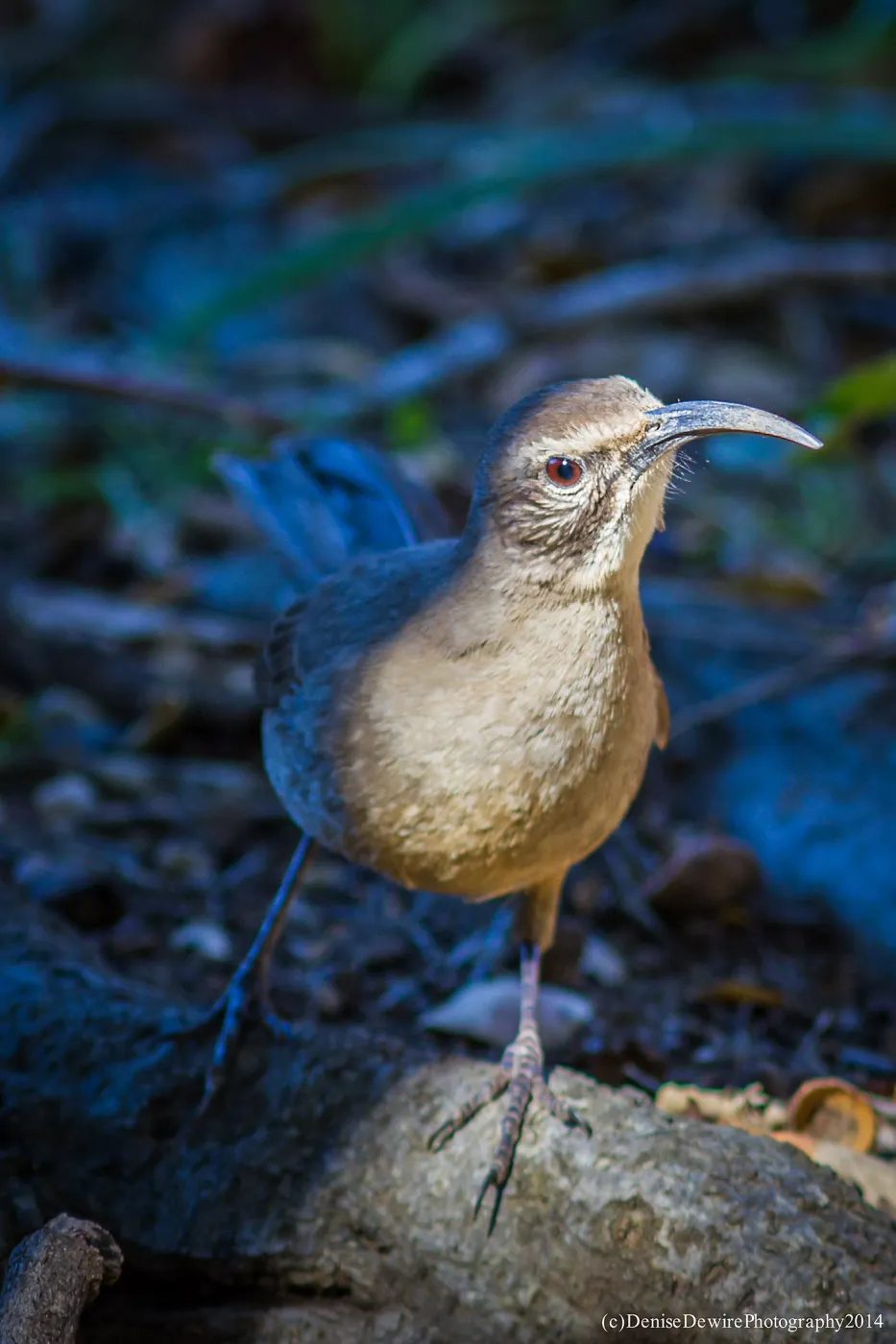 California Thrasher