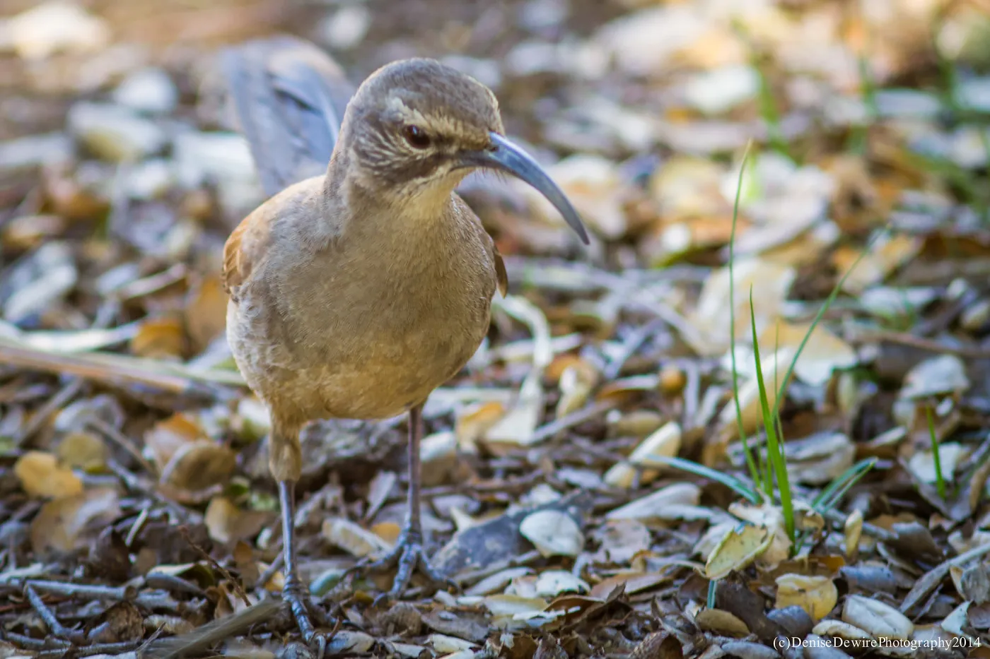 California Thrasher
