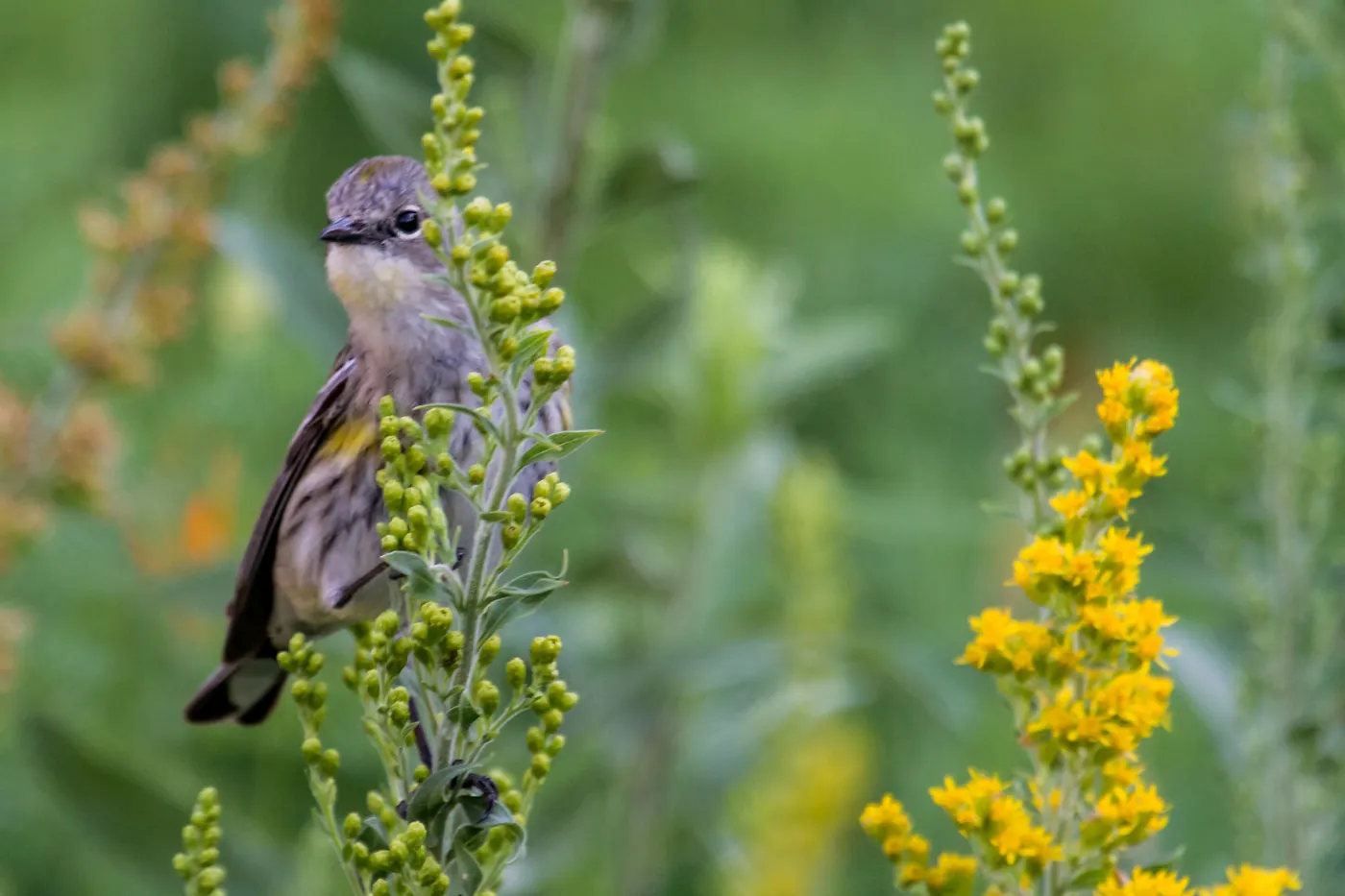 Yellow-rumped Warbler
