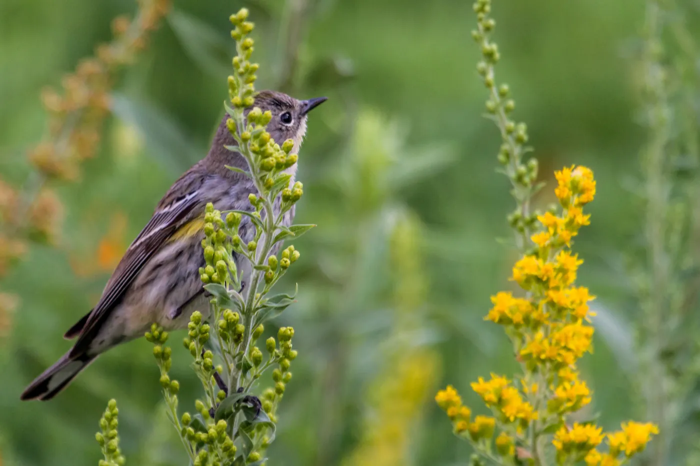 Yellow-rumped Warbler