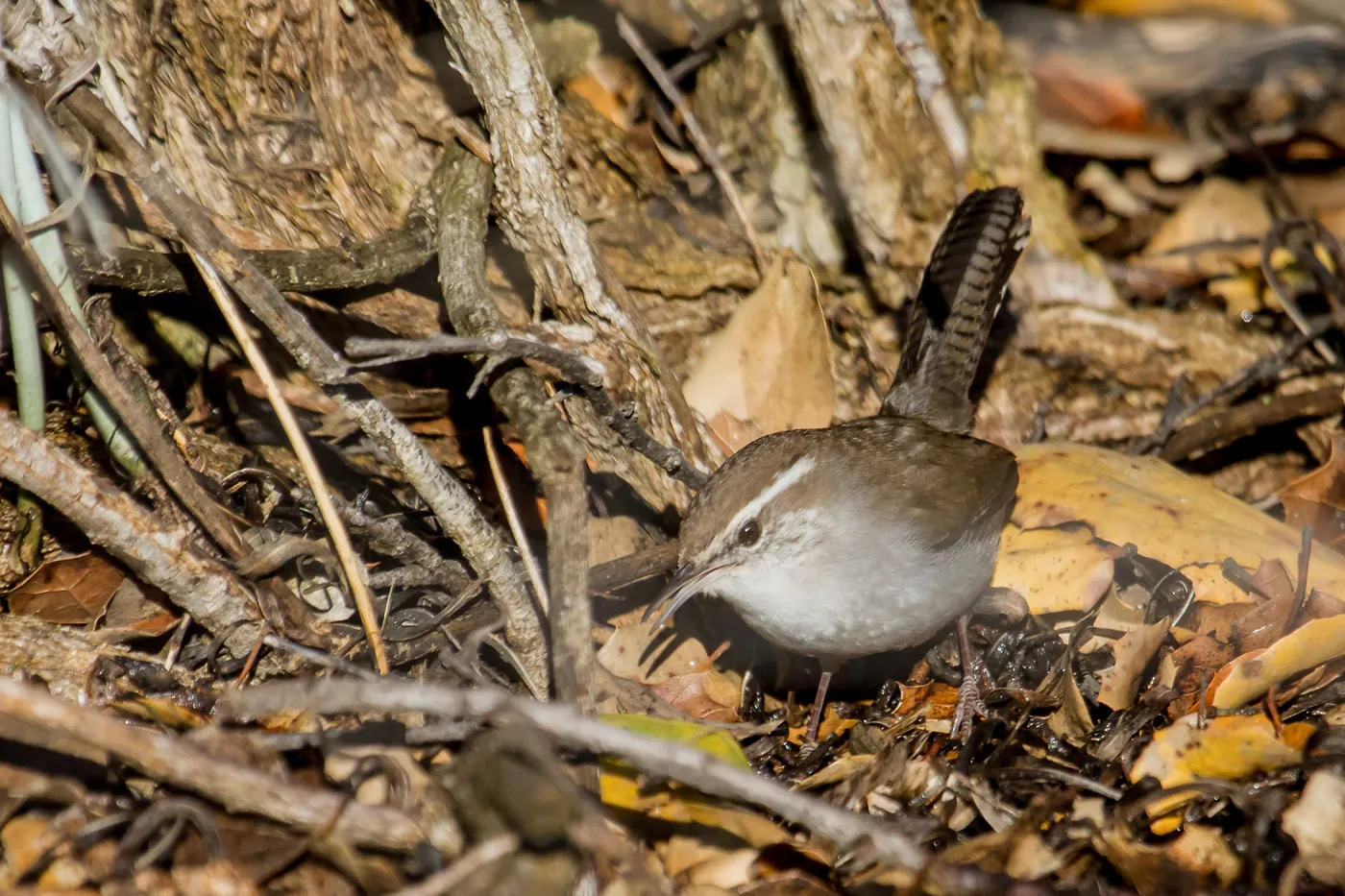 Bewick's Wren