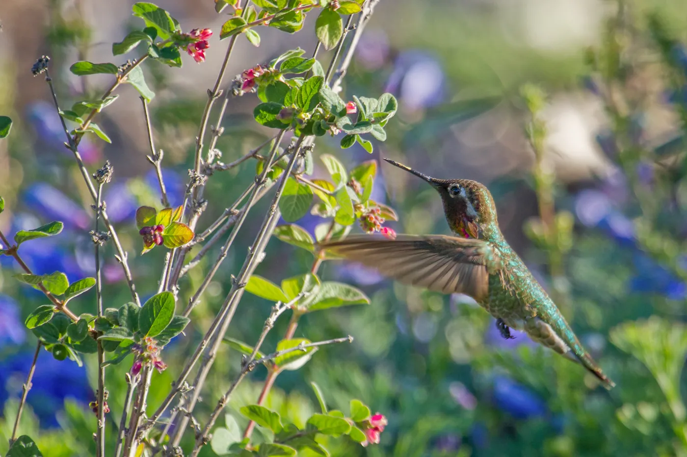 Anna's hummingbird