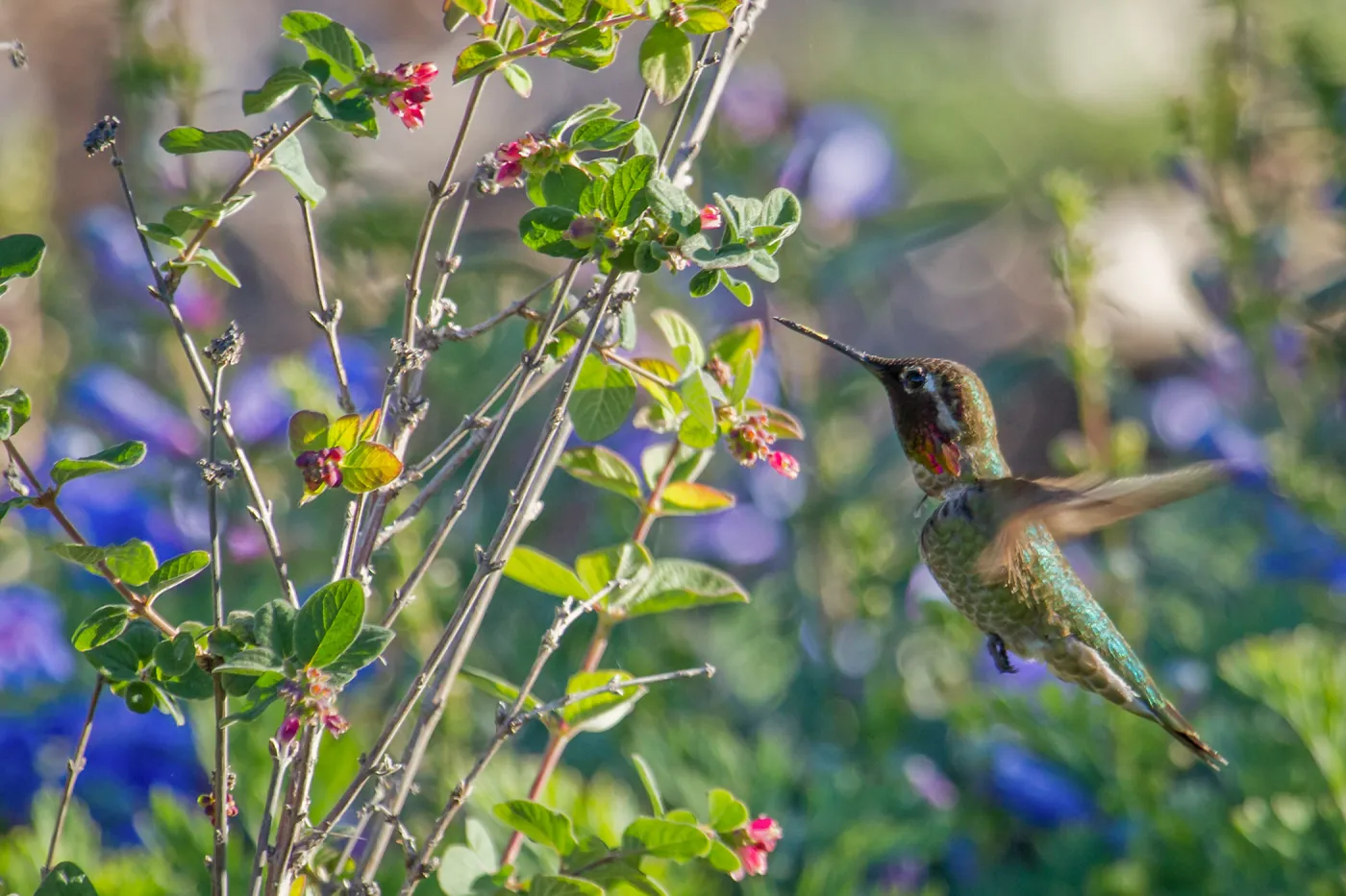 Anna's hummingbird