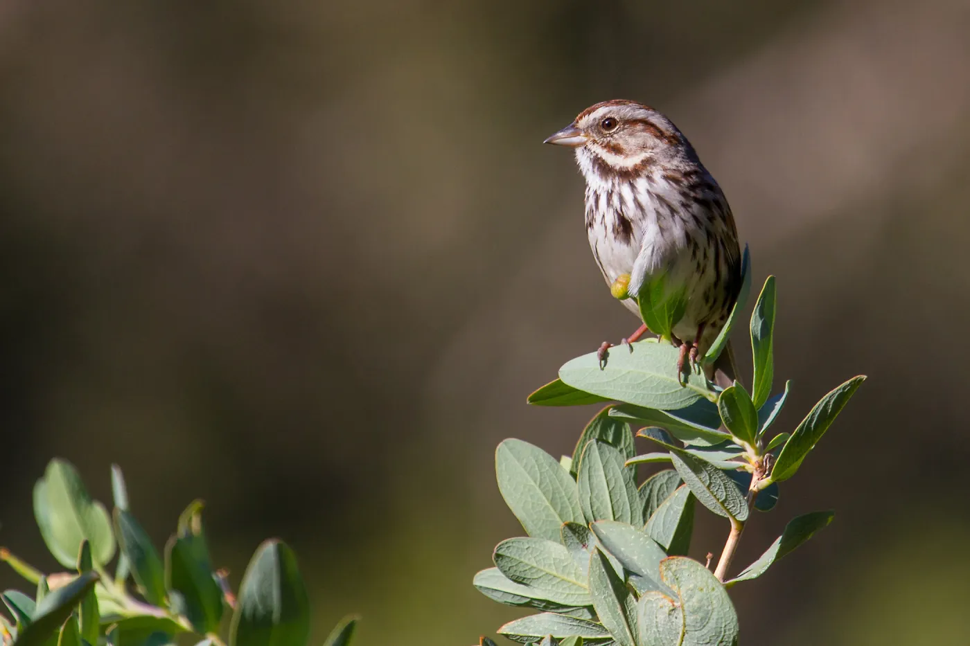 Song Sparrow