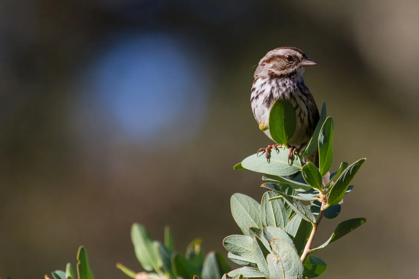 Song Sparrow
