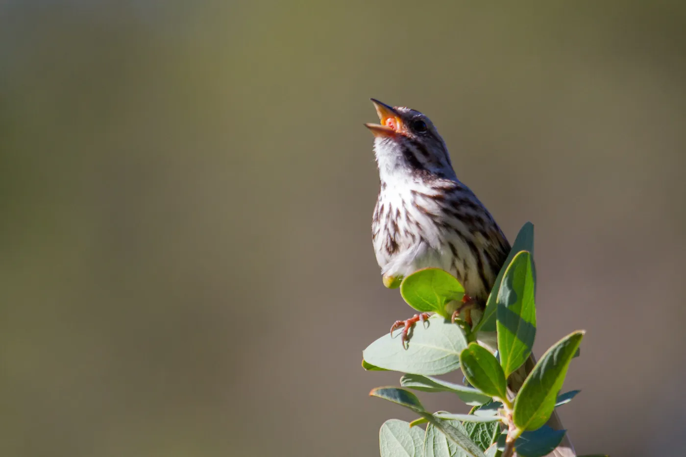 Song Sparrow