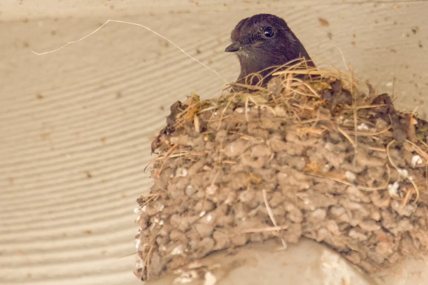 Black Phoebe