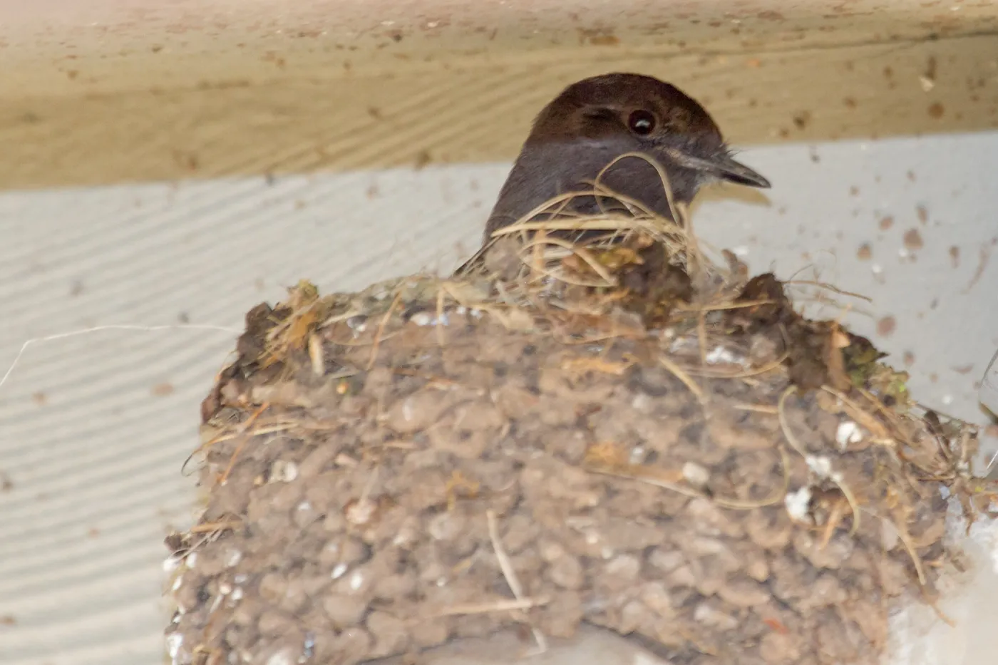 Black Phoebe