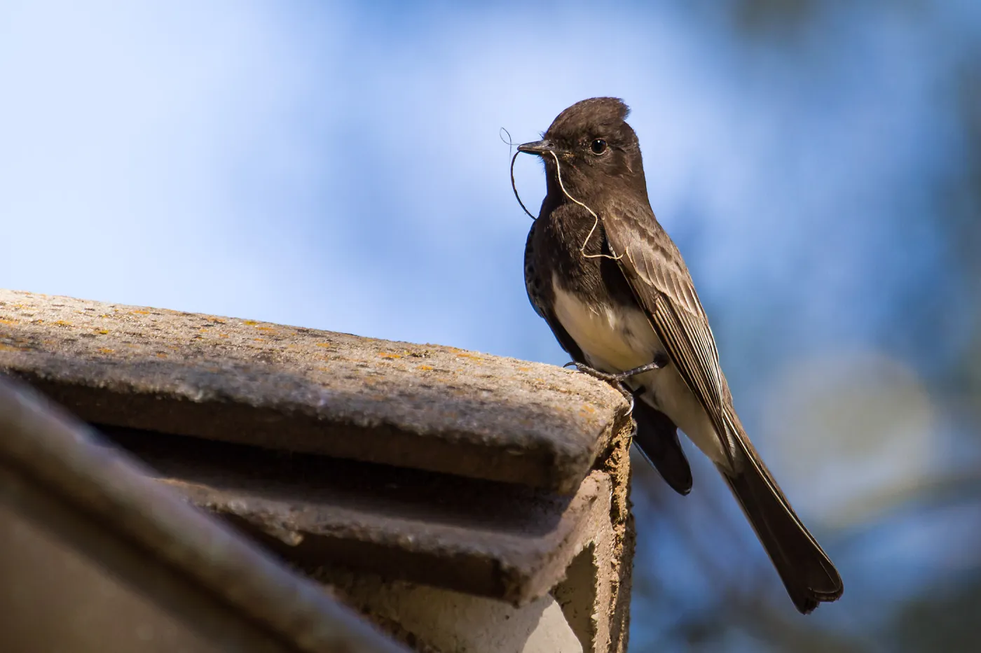 Black Phoebe