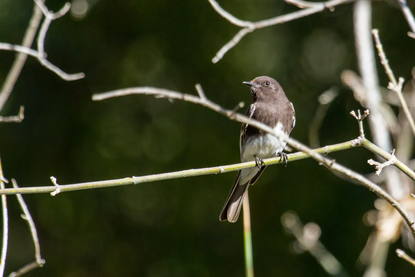 Black Phoebe
