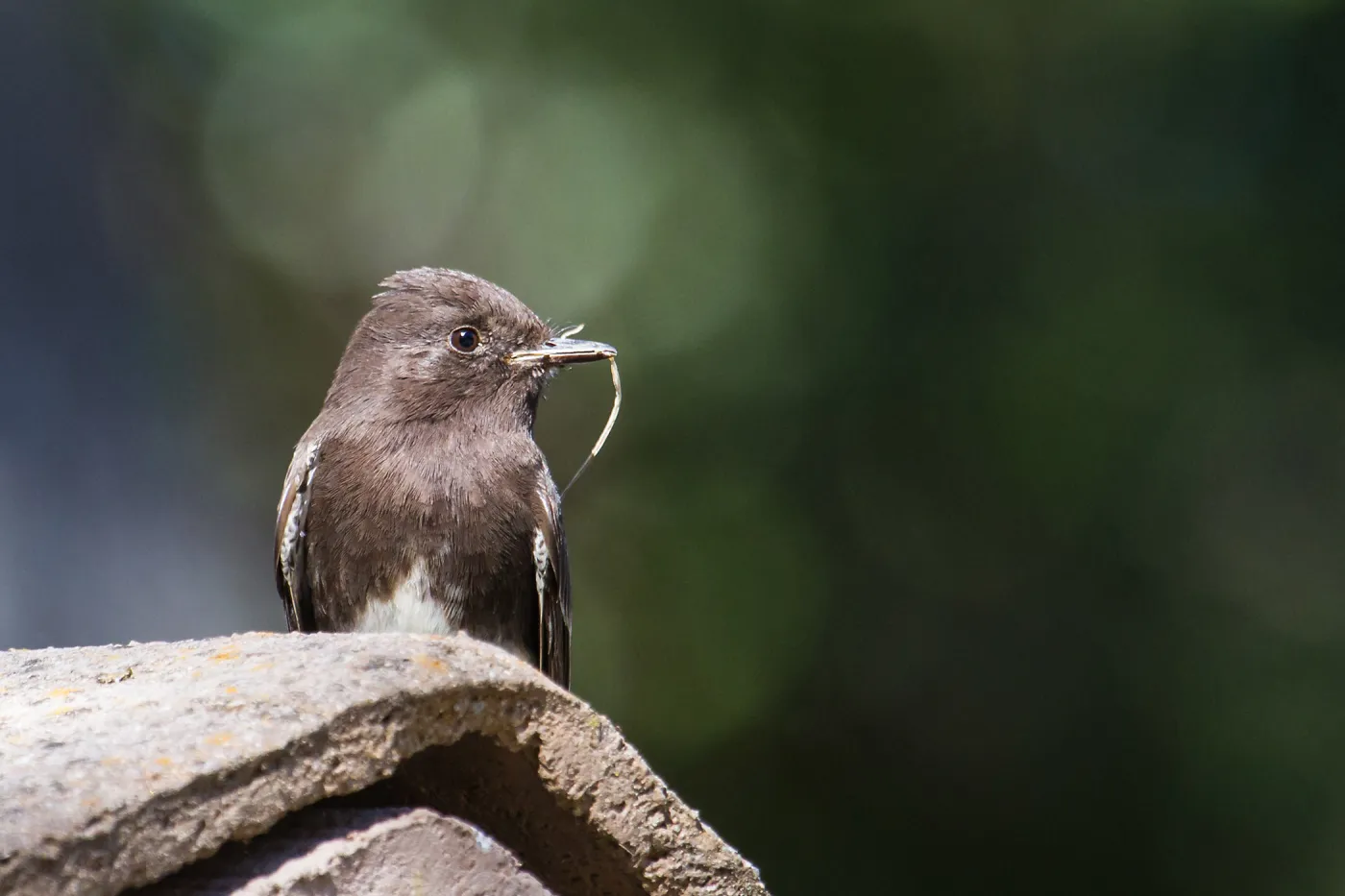 Black Phoebe