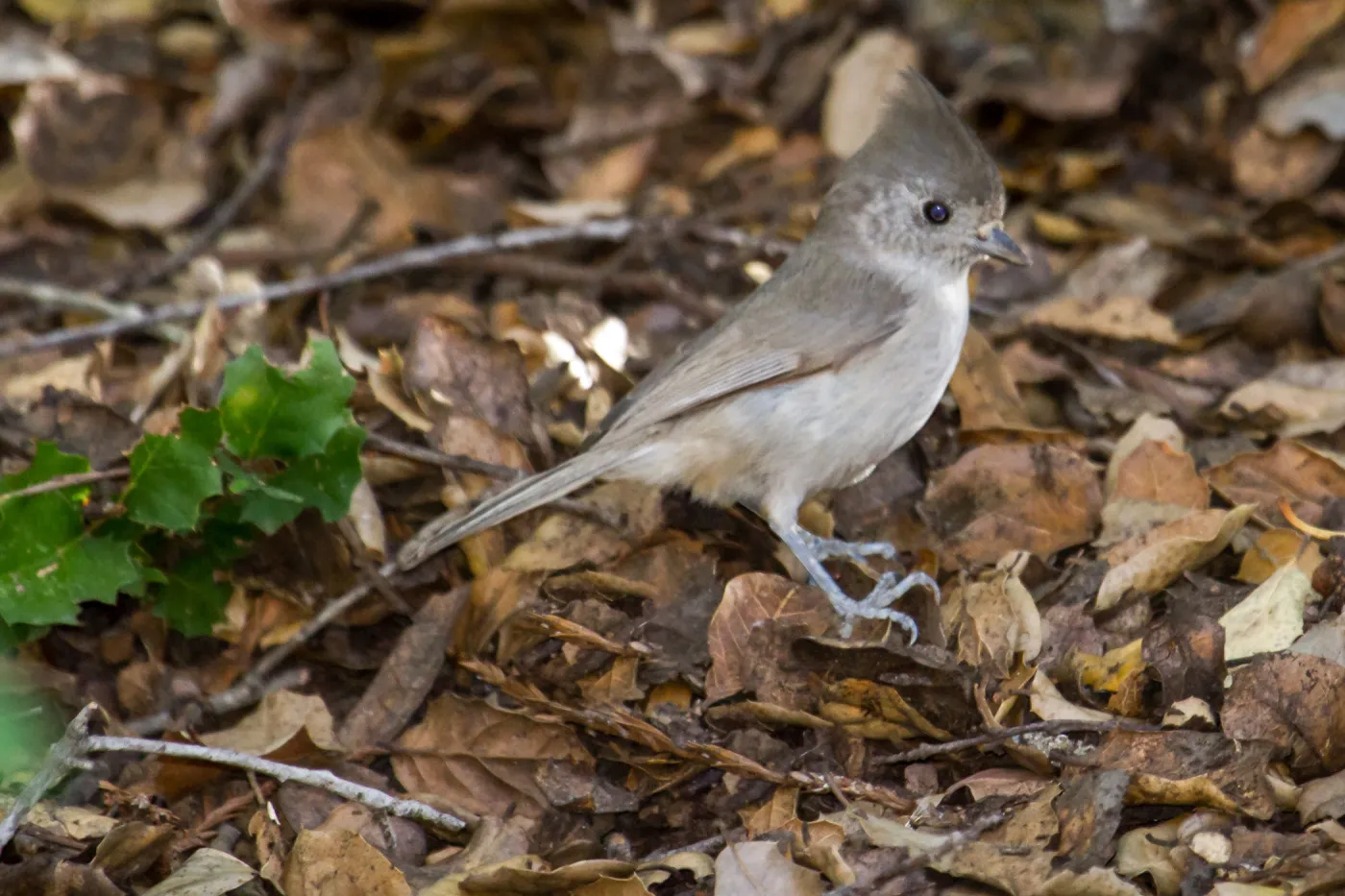Oak titmouse