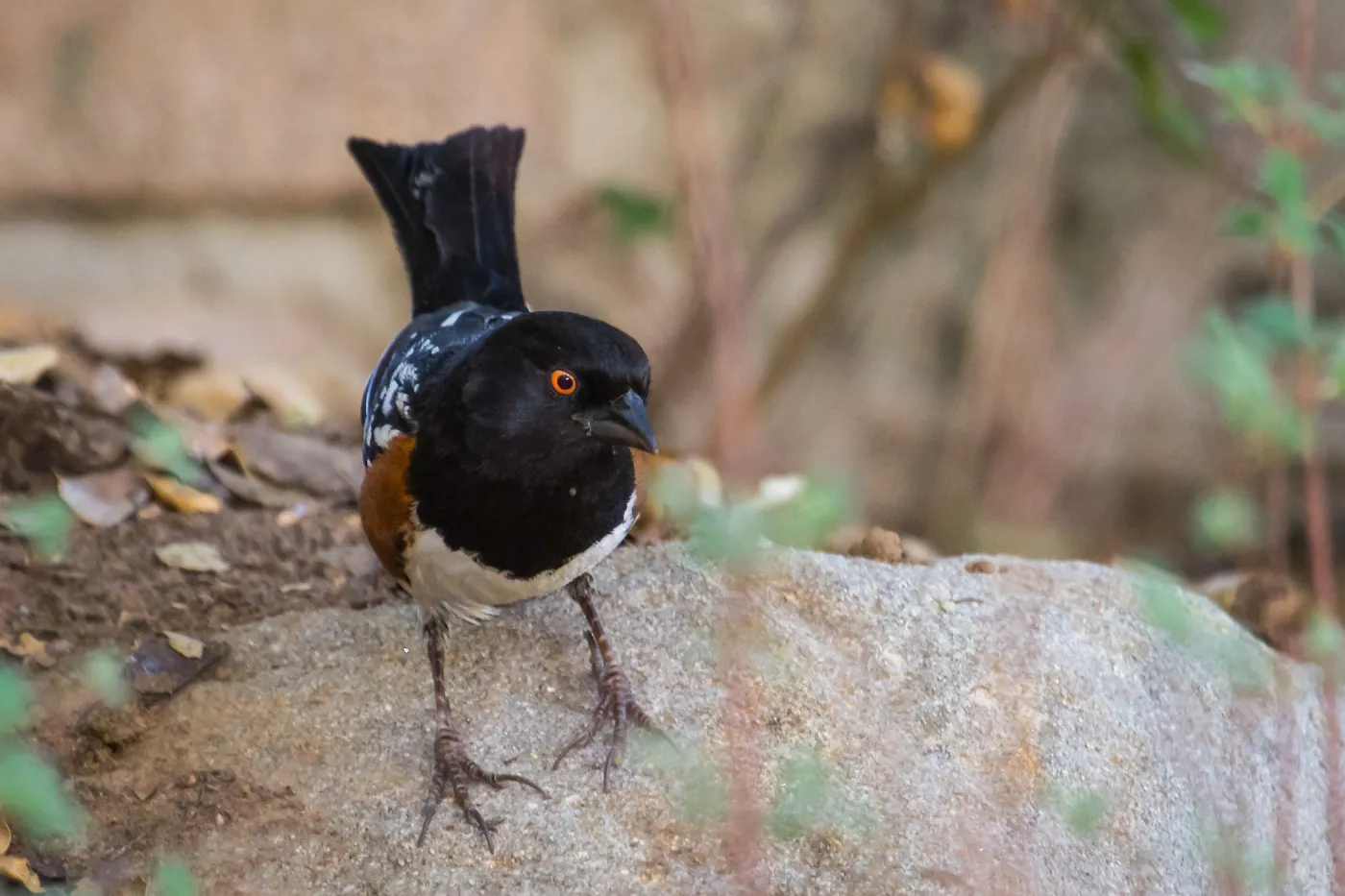 Spotted Towhee