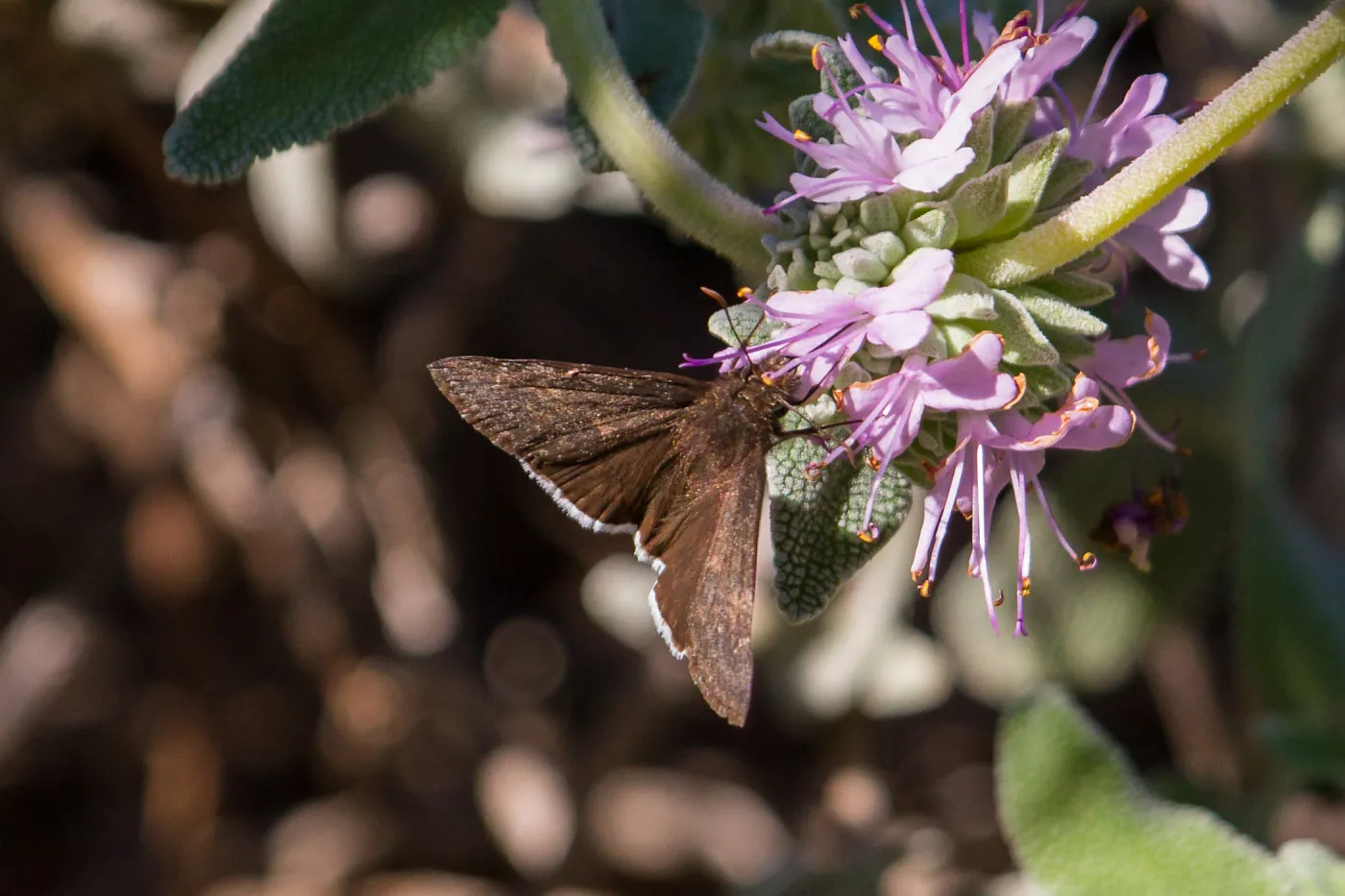 Moth, Purple Sage